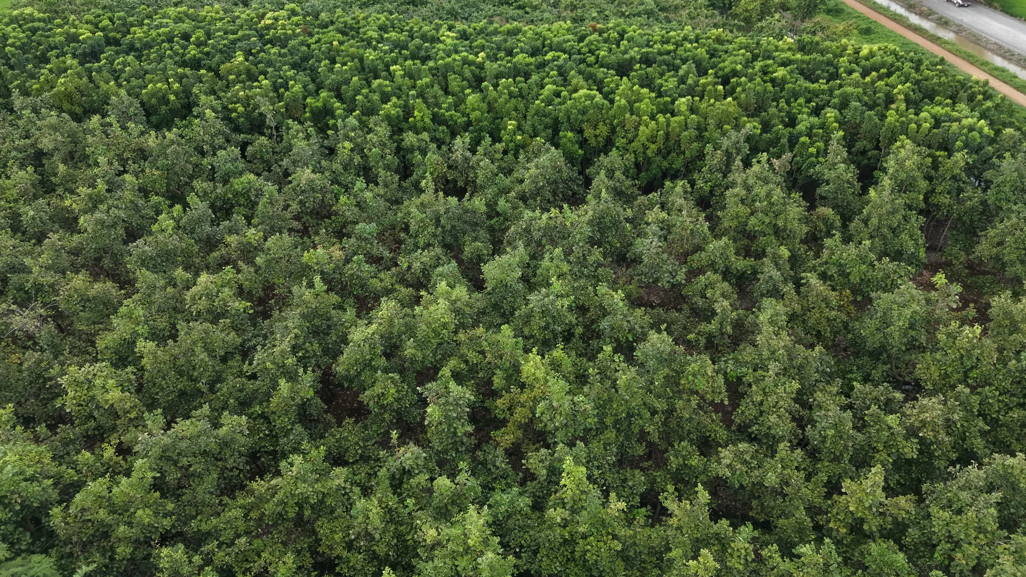 Dense tree canopy blocks at a Thailand nursery viewed from above