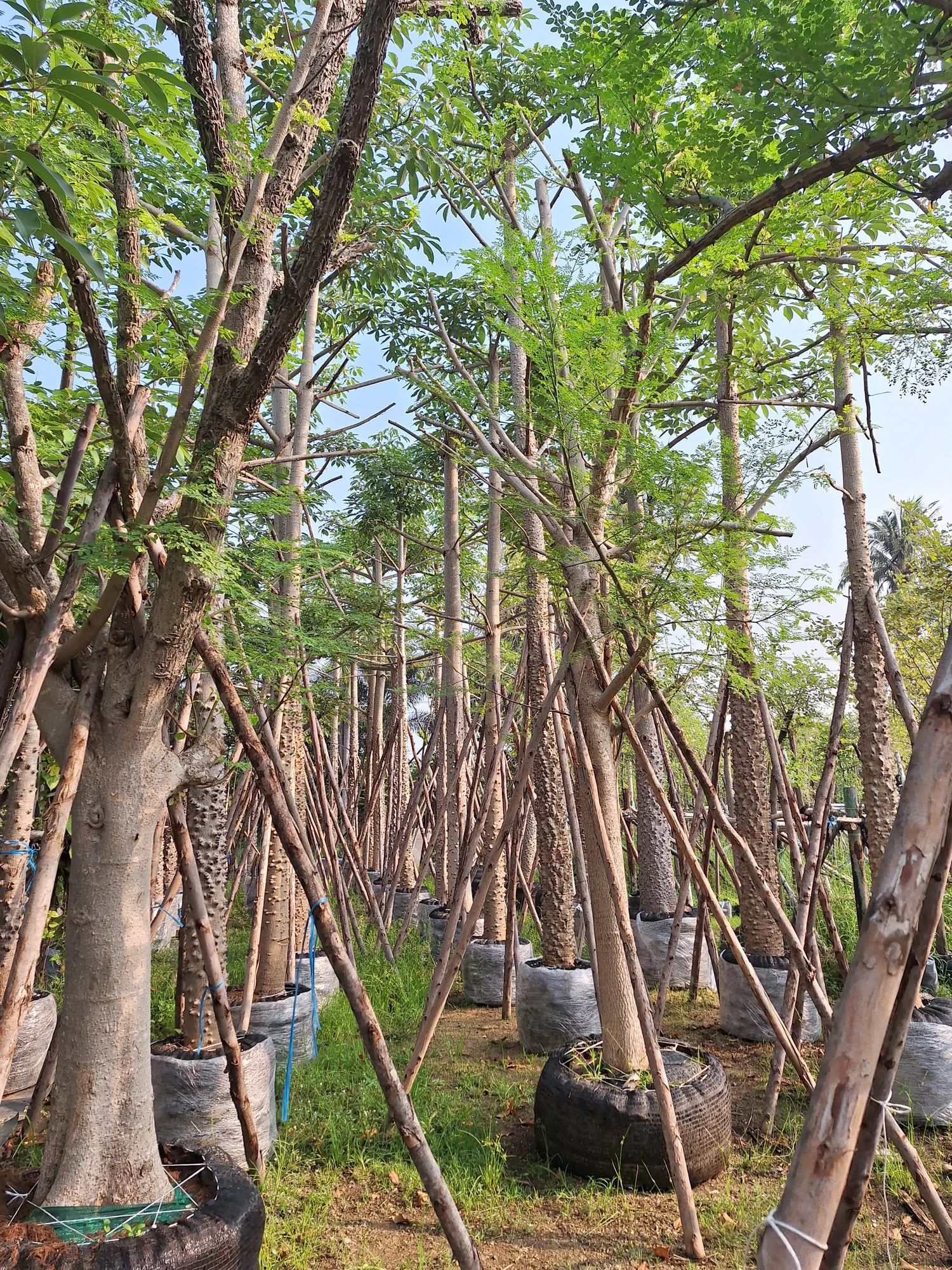 Large nursery trees and support structures viewed from ground level