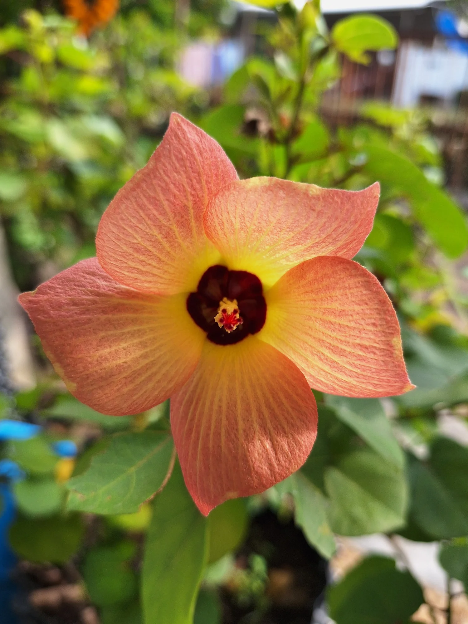Orange flower on a tree at a Thailand nursery