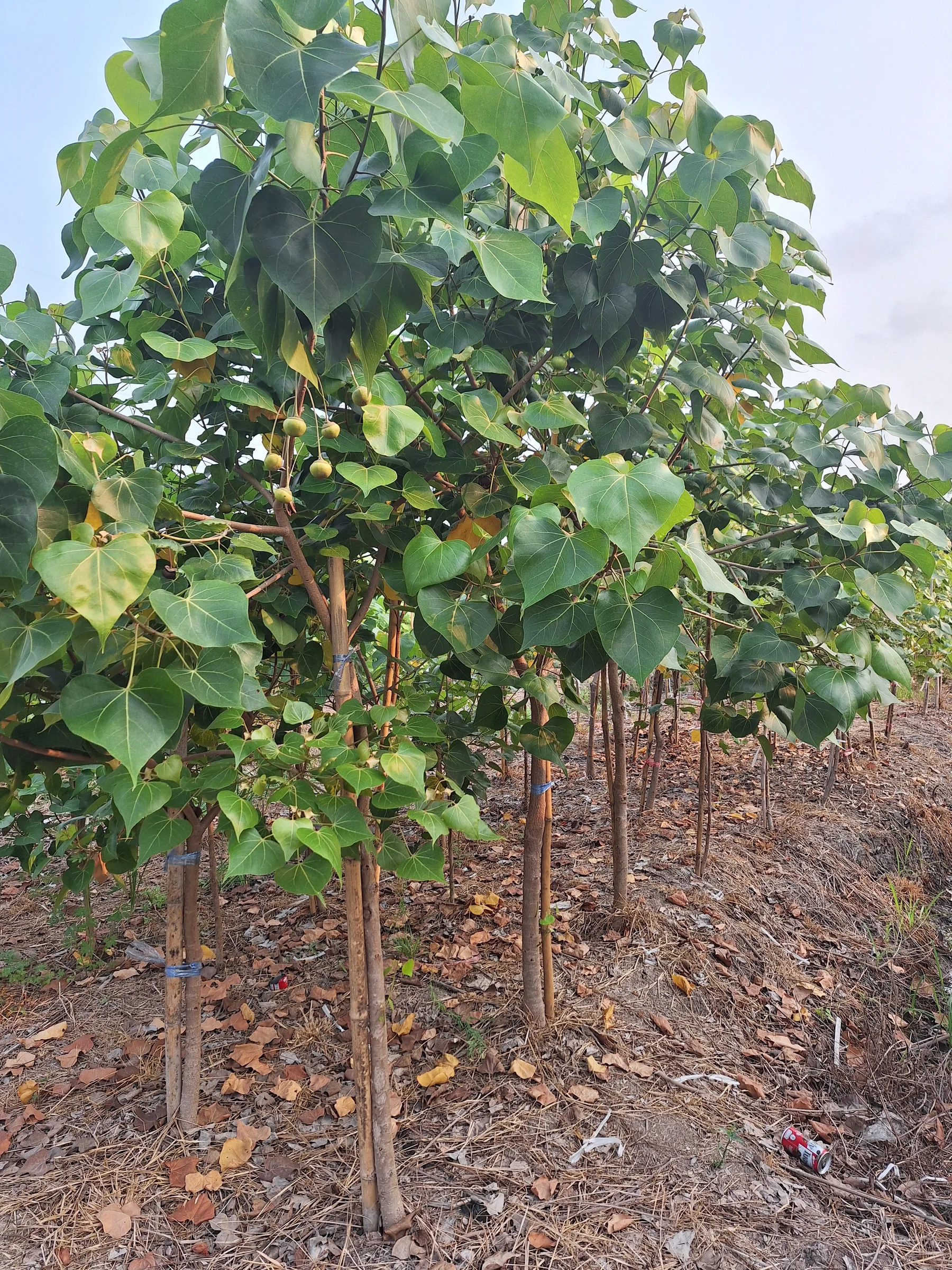 Healthy young trees growing in rows at Thailand Tree Farm