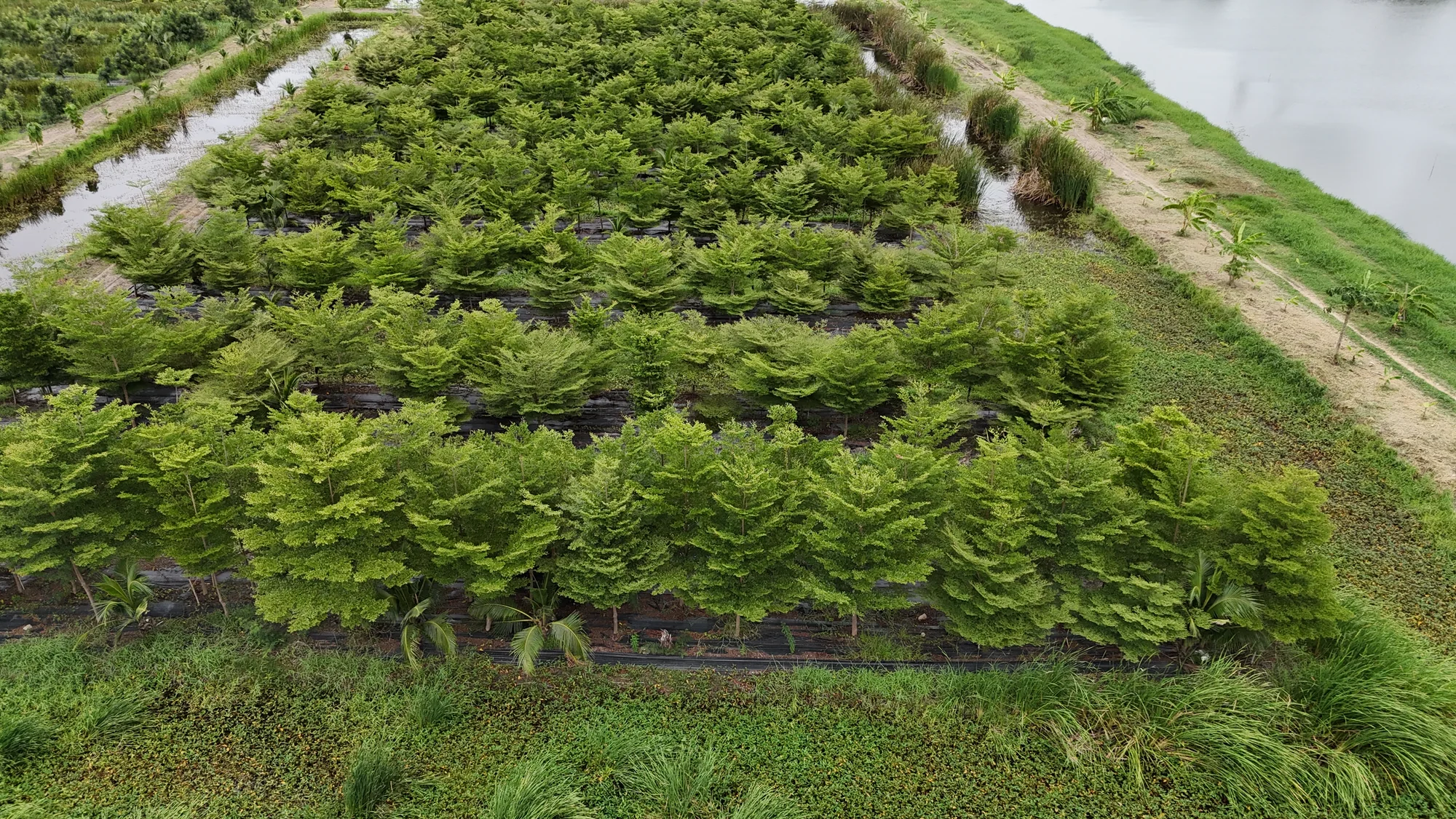 Tree nursery rows beside a waterway in Thailand viewed from above