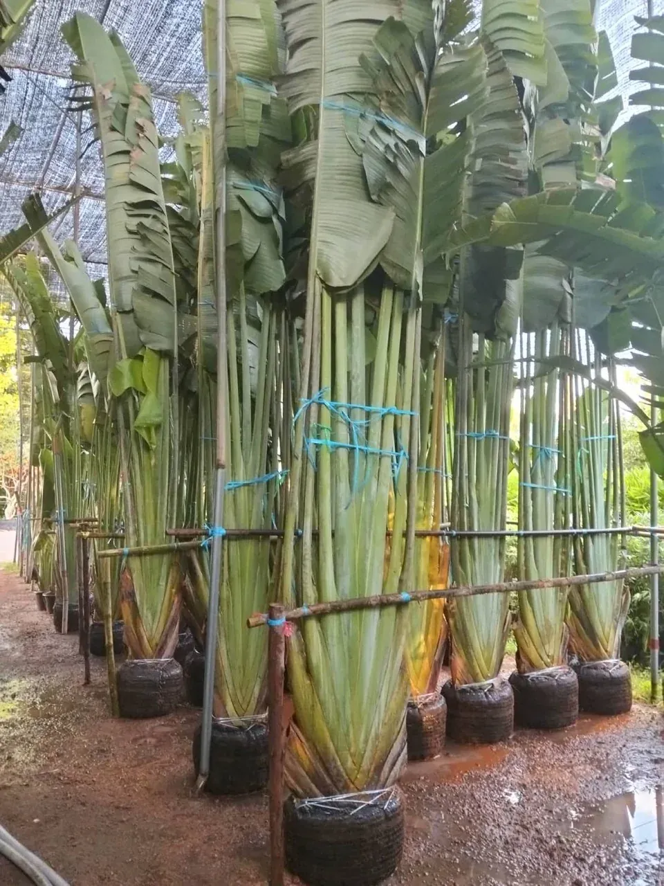 Ravenala madagascariensis, traveller's palm, root-balled and tied under shade netting ready for export
