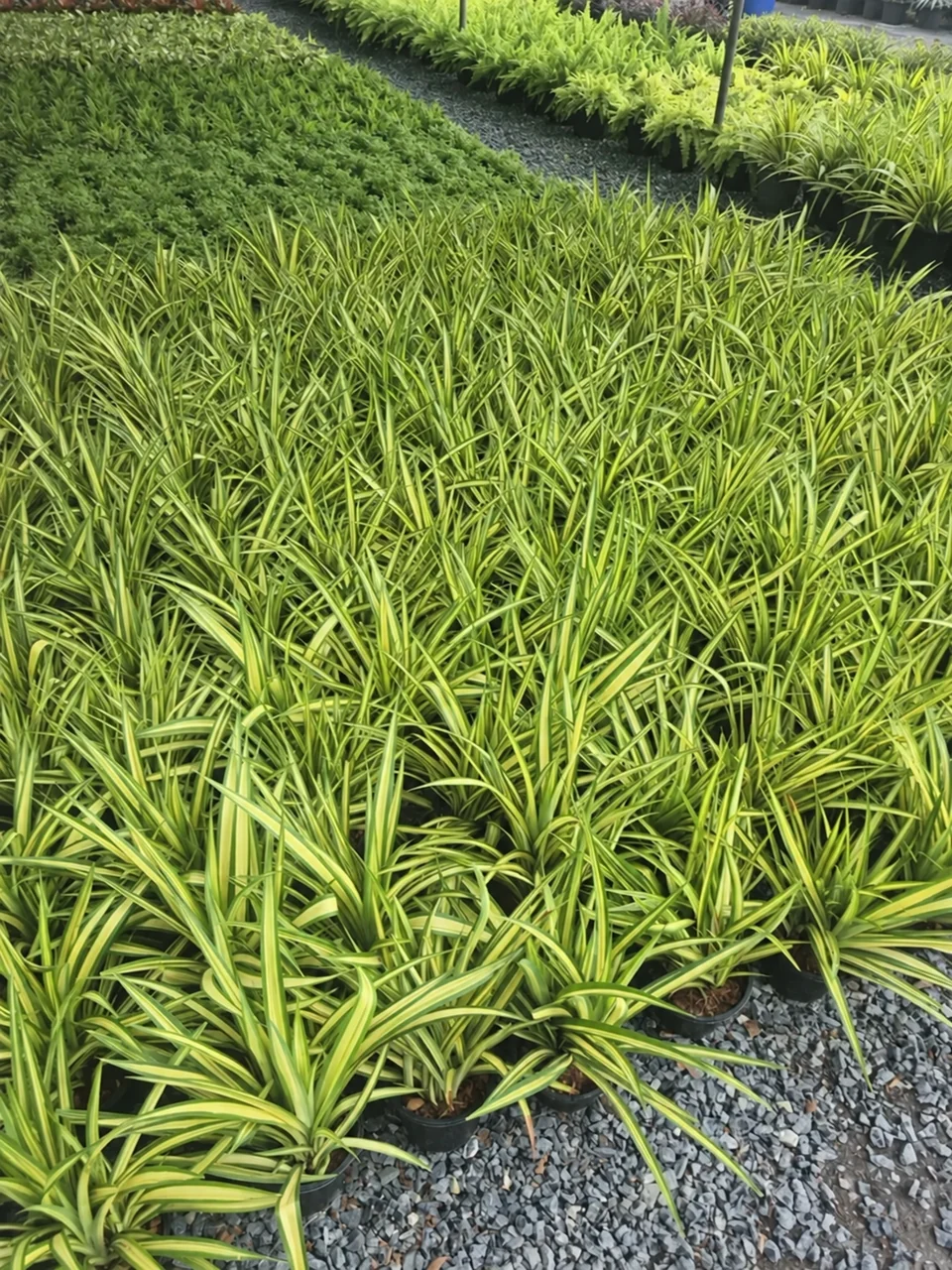 Rows of potted variegated pandanus grown as ground cover at a Thai nursery
