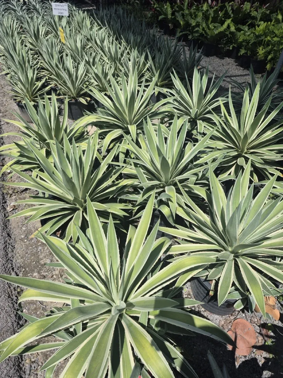 Variegated agave rosettes with cream leaf margins, container grown at a Thai nursery