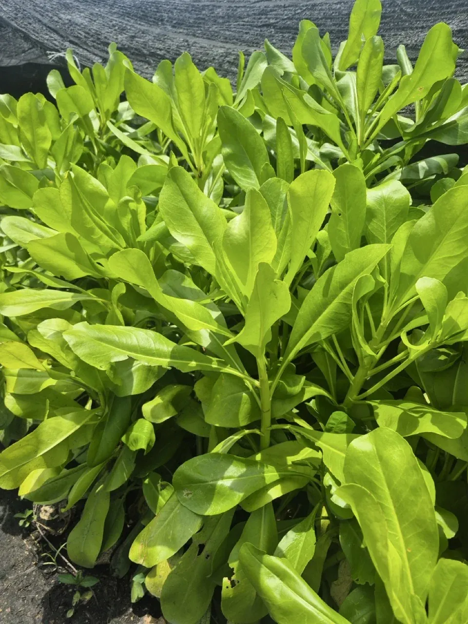 Scaevola taccada with fleshy spoon-shaped leaves, grown for coastal and beach crest planting