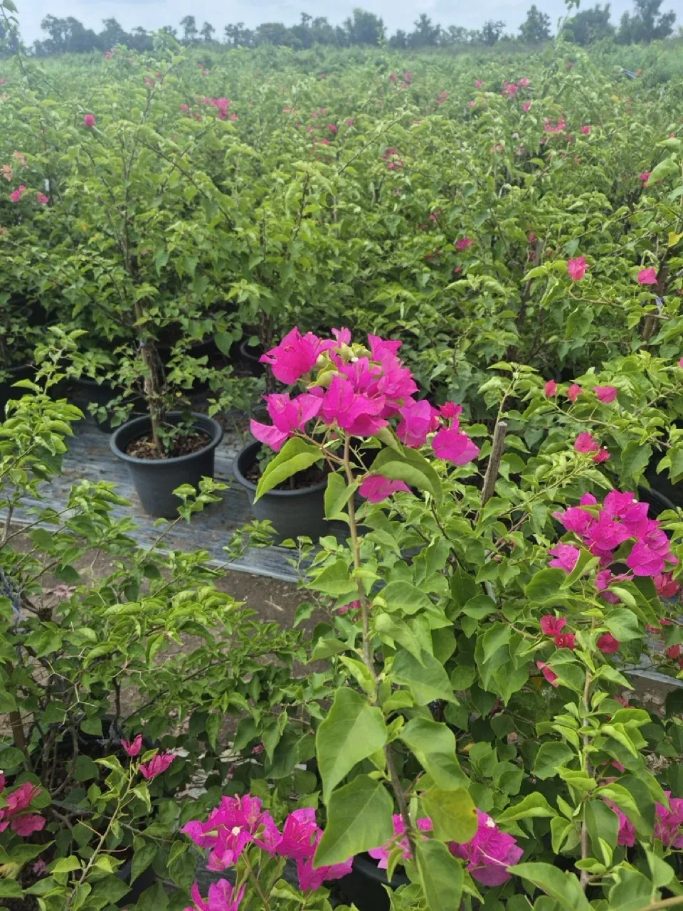 Rows of bougainvillea in flower, container grown in an open field at a Thai nursery