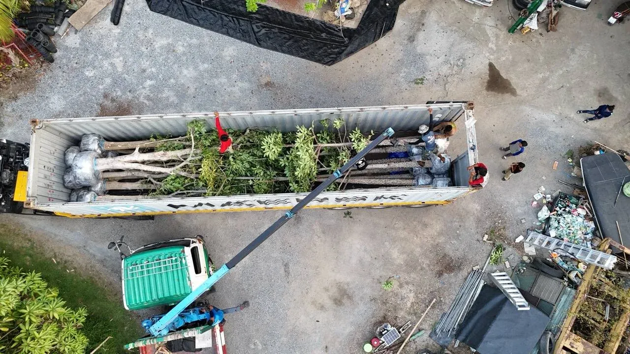 Top-down view of a 40 ft container loaded for export from Thailand, trees laid along the container floor with wrapped root balls grouped at one end