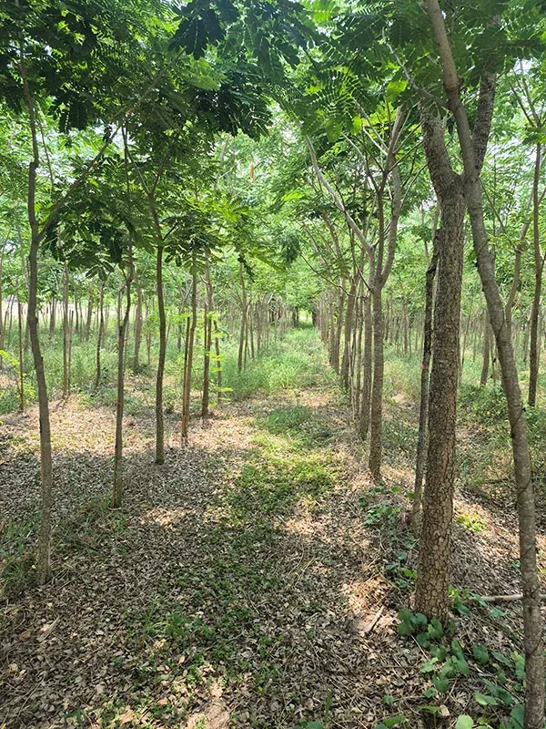 Albizia lebbeck trees growing in rows at the Thai Botanic nursery in Thailand