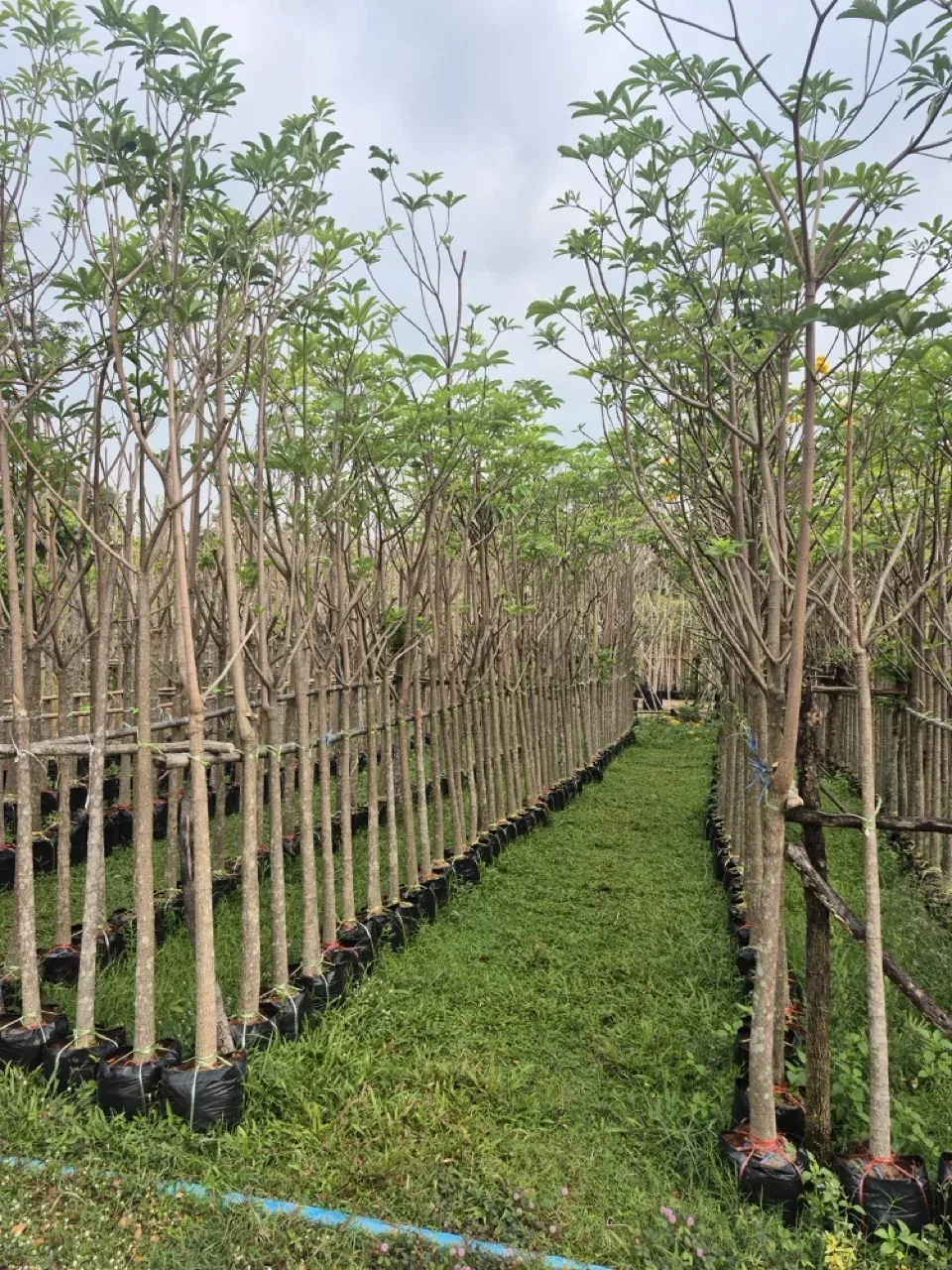 Alstonia scholaris