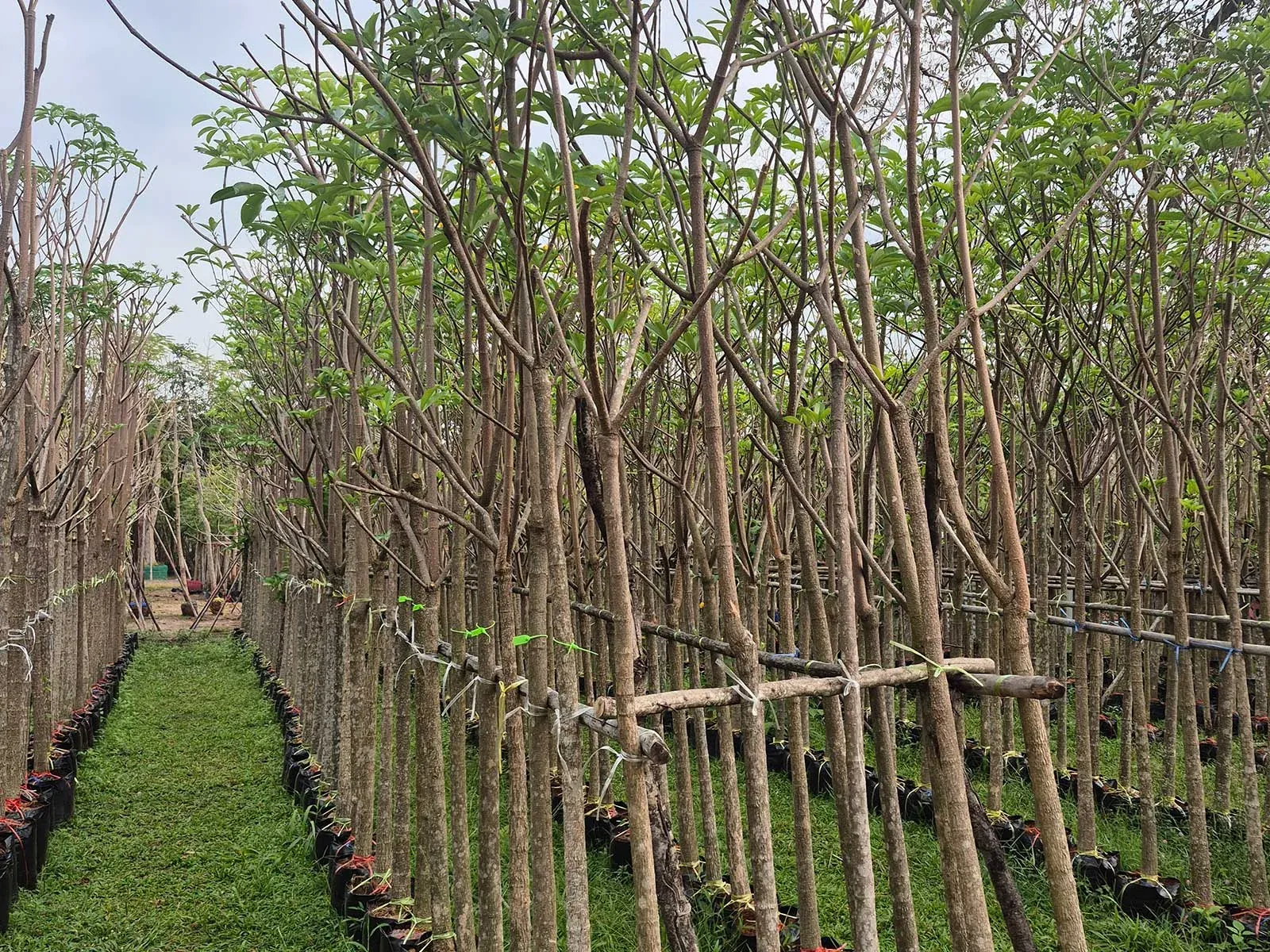Real Alstonia scholaris nursery stock supplied by Thai Botanic in Thailand