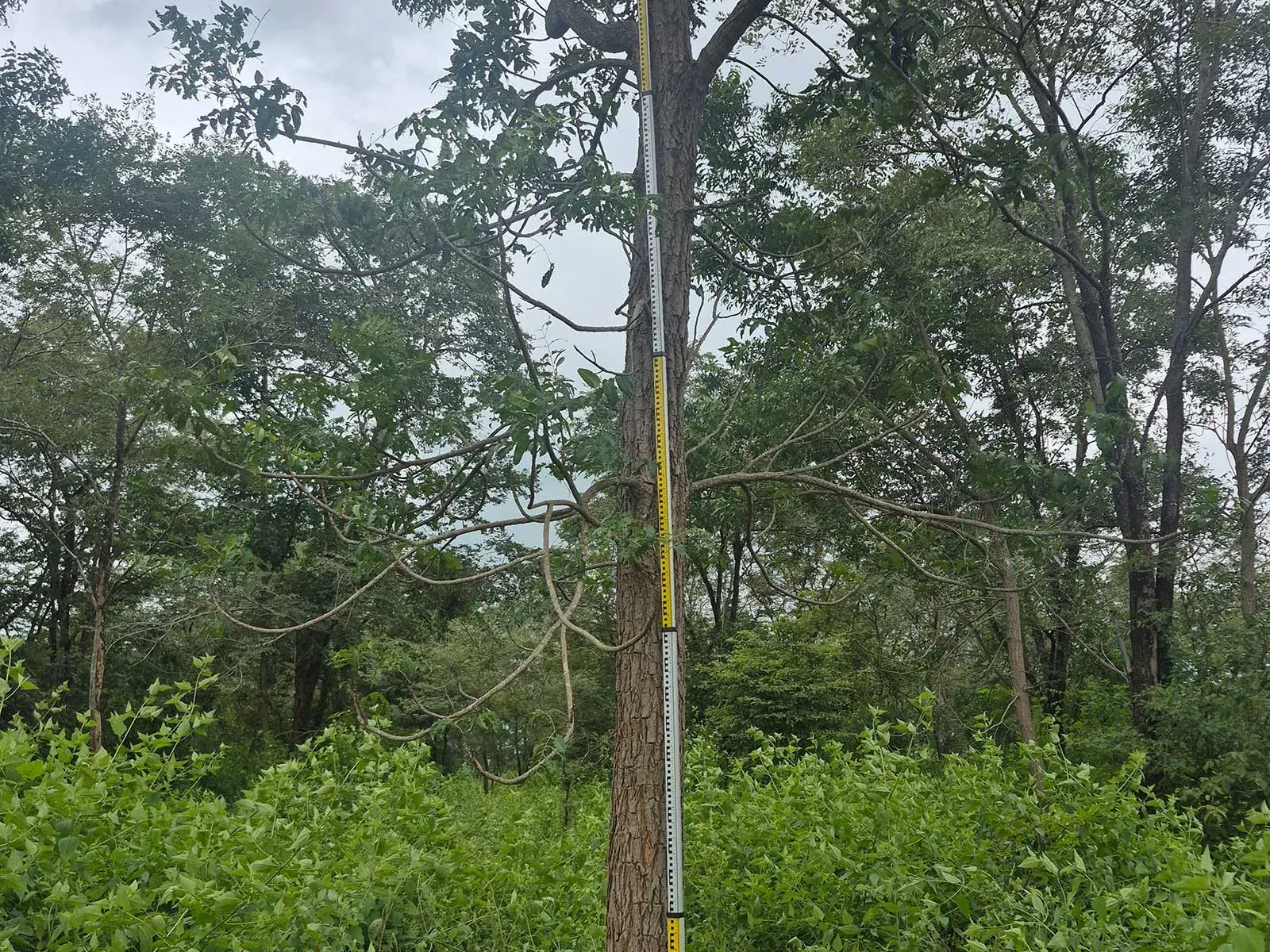 Azadirachta indica, neem, growing in open ground before lifting for export