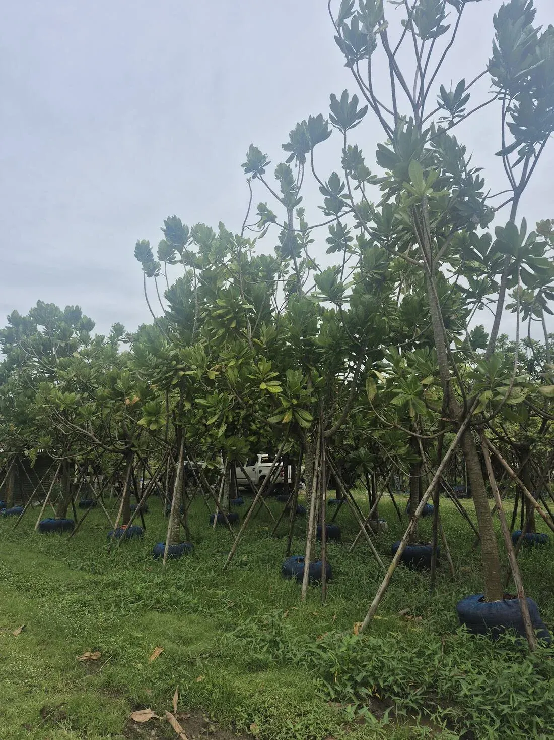 Rows of root-balled Barringtonia asiatica held in blue root-ball bags and staked on tripods at the Thailand nursery, ready for lifting