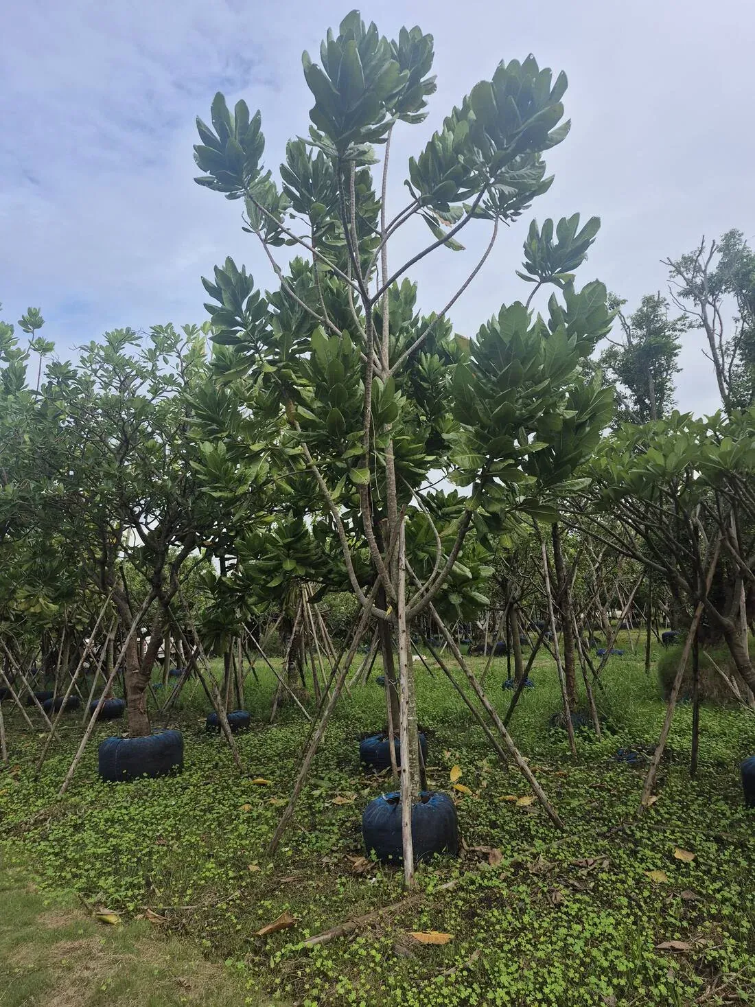 Barringtonia asiatica growing at a Thailand nursery for coastal landscape projects
