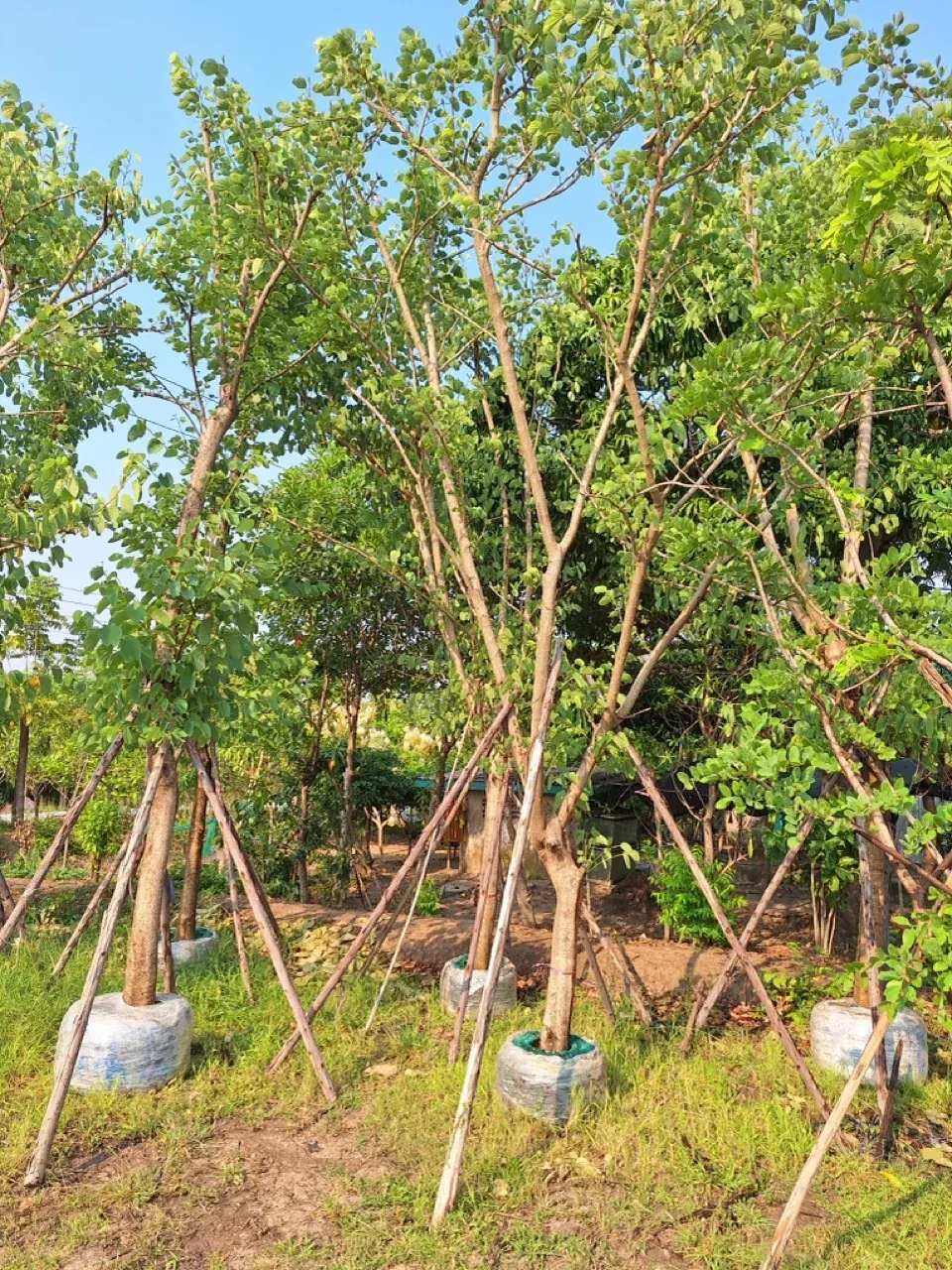 Bauhinia purpurea