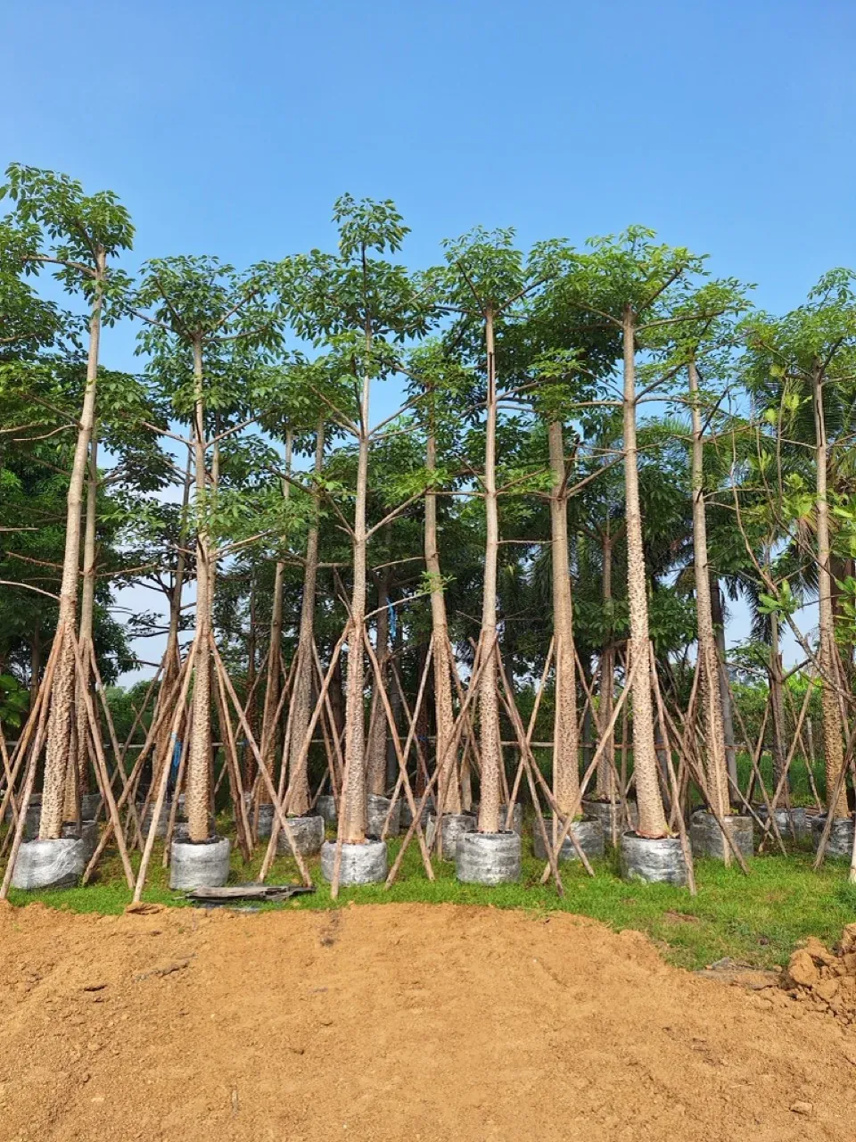 Bombax ceiba