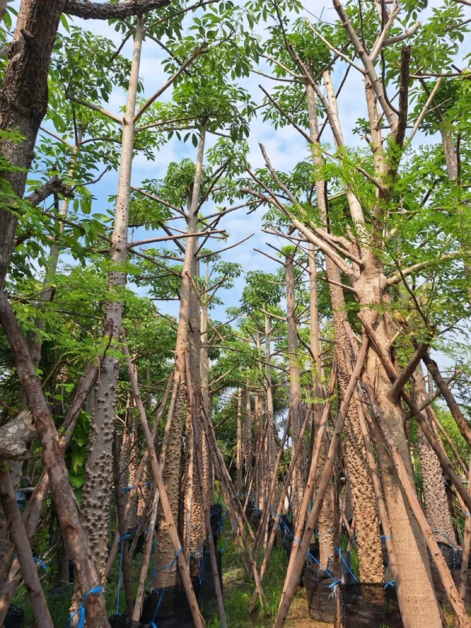 Bombax ceiba
