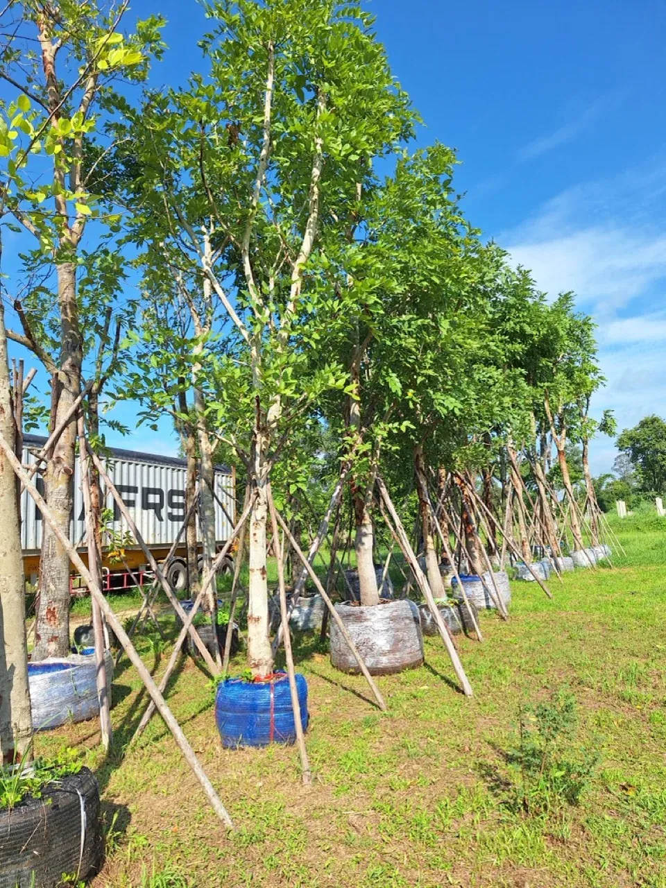 Cassia fistula