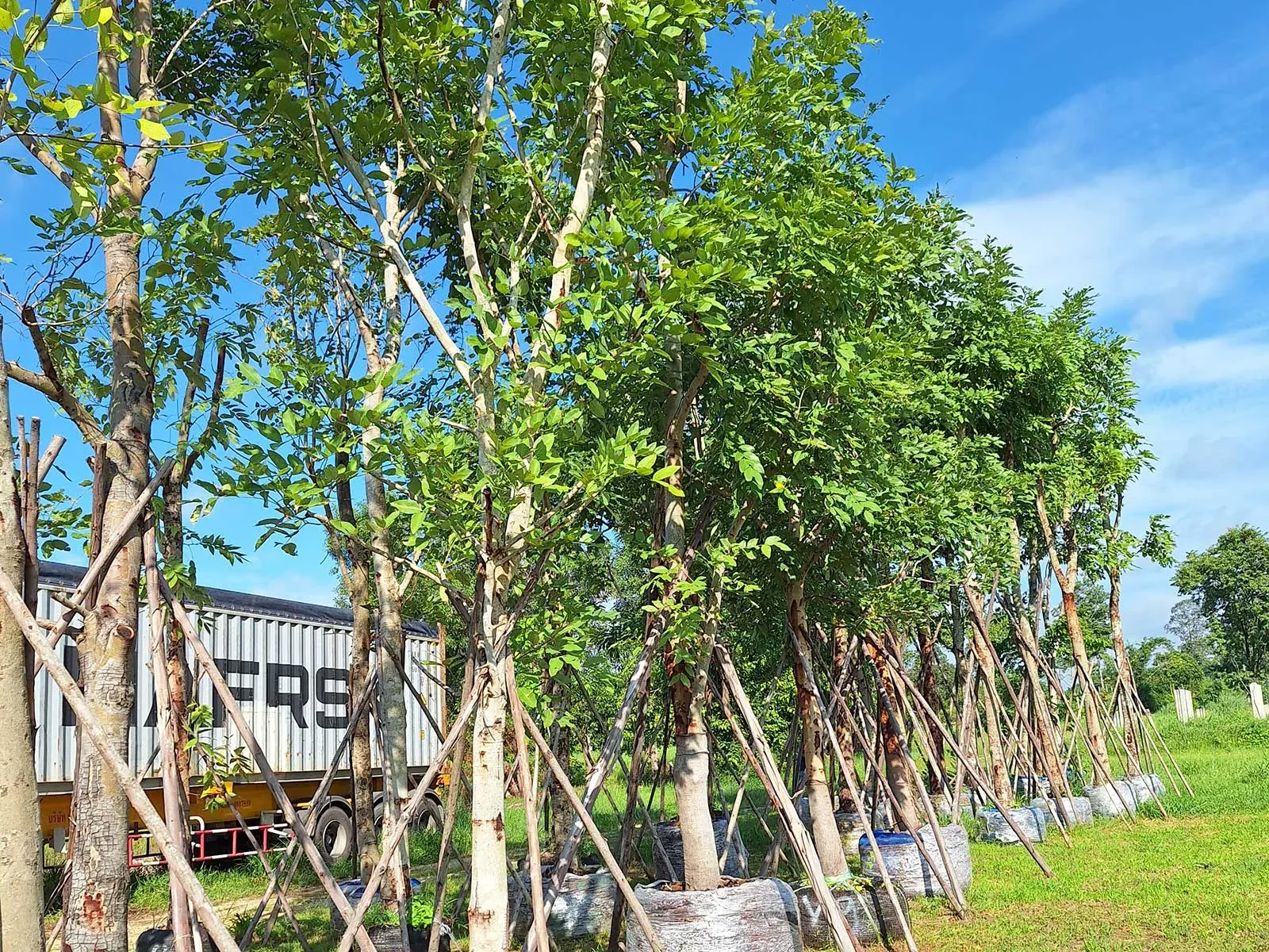 Cassia fistula carrying long pendulous chains of yellow flowers
