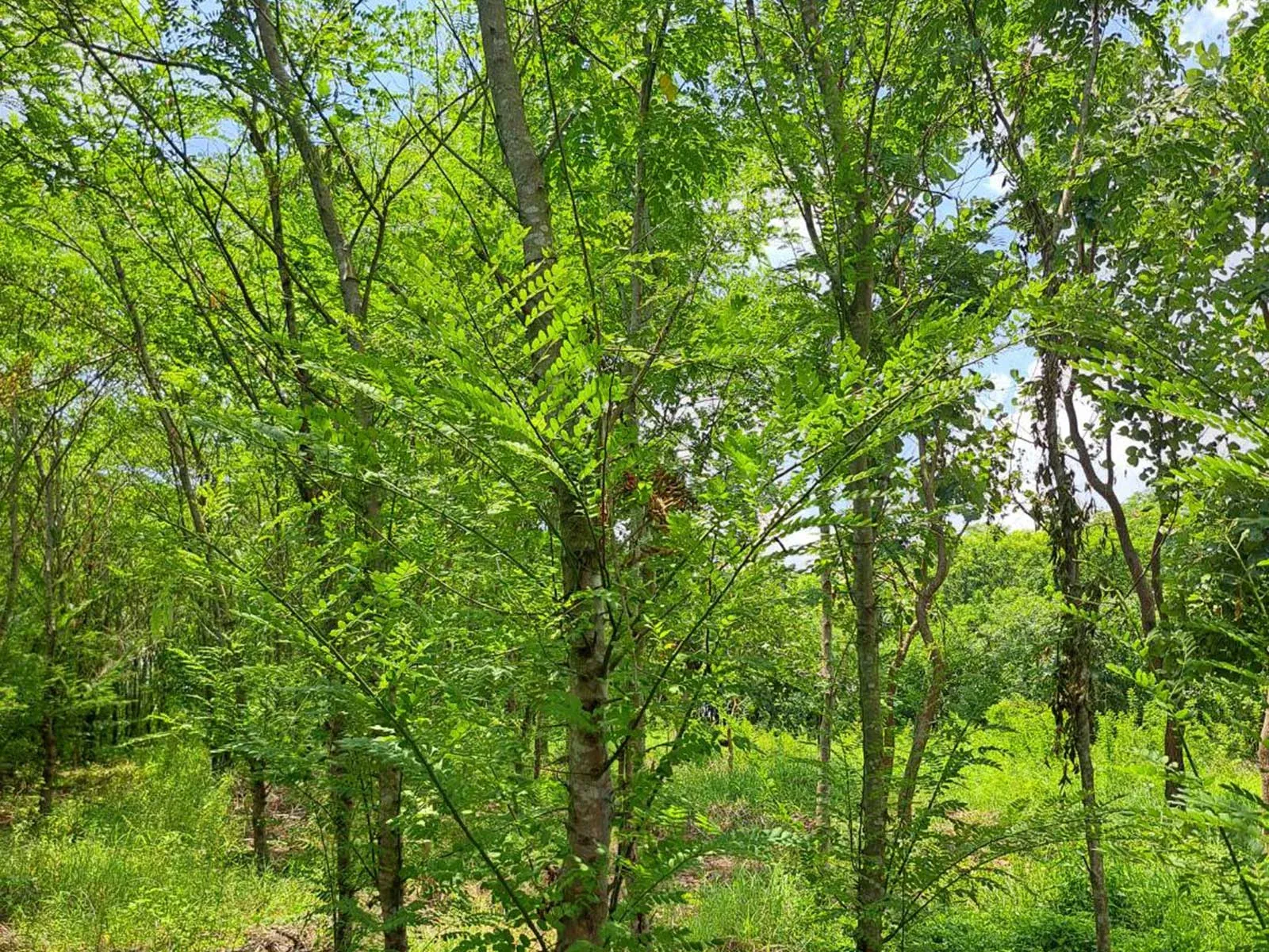 Real Cassia javanica nursery stock supplied by Thai Botanic in Thailand