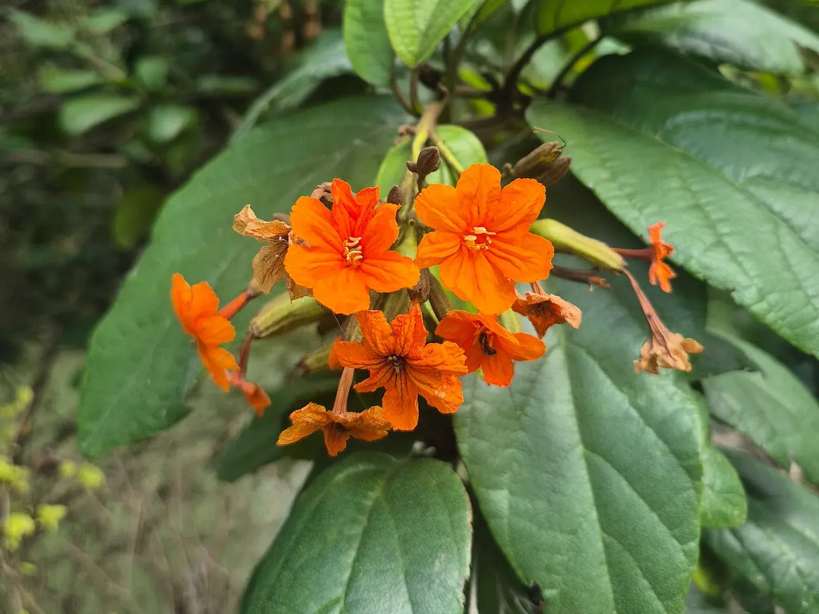 Real Cordia sebestena nursery stock supplied by Thai Botanic in Thailand