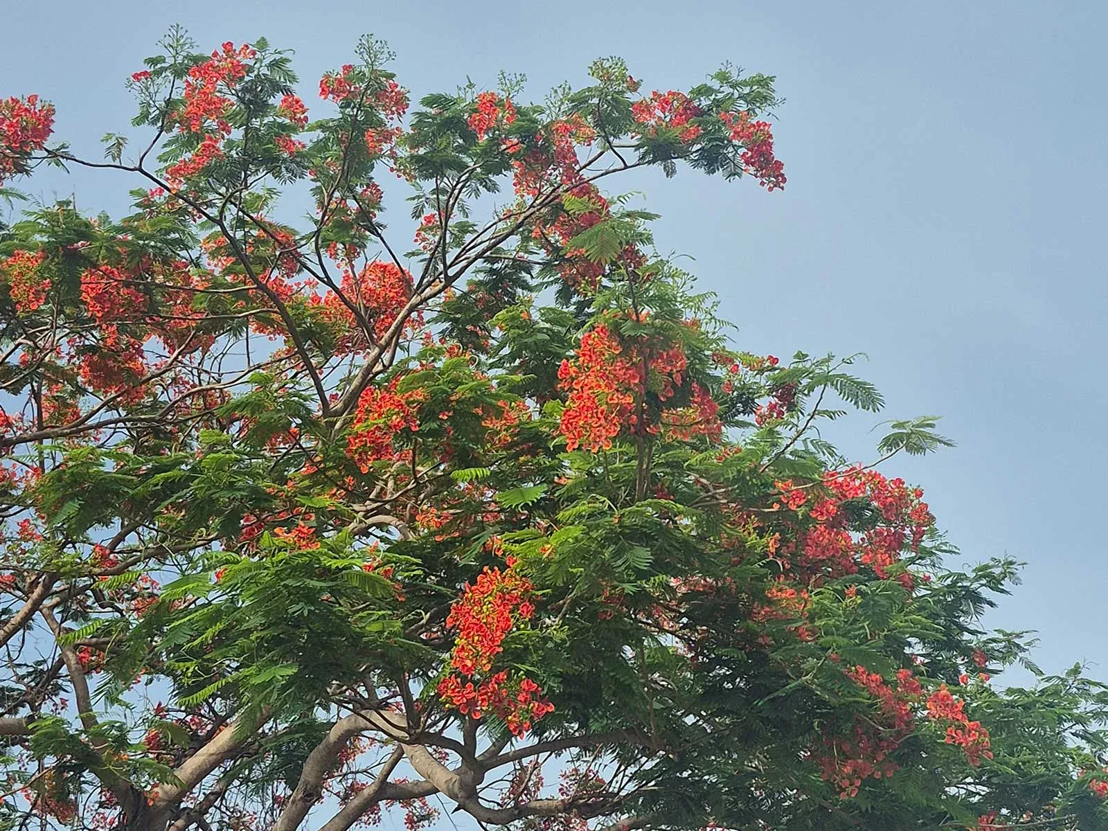 Real Delonix regia nursery stock supplied by Thai Botanic in Thailand