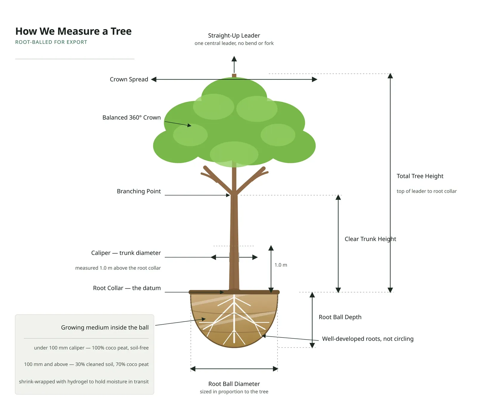 Diagram of tree measurement conventions: caliper taken 1.0 m above the root collar, clear trunk height, total height, crown spread and root ball diameter and depth