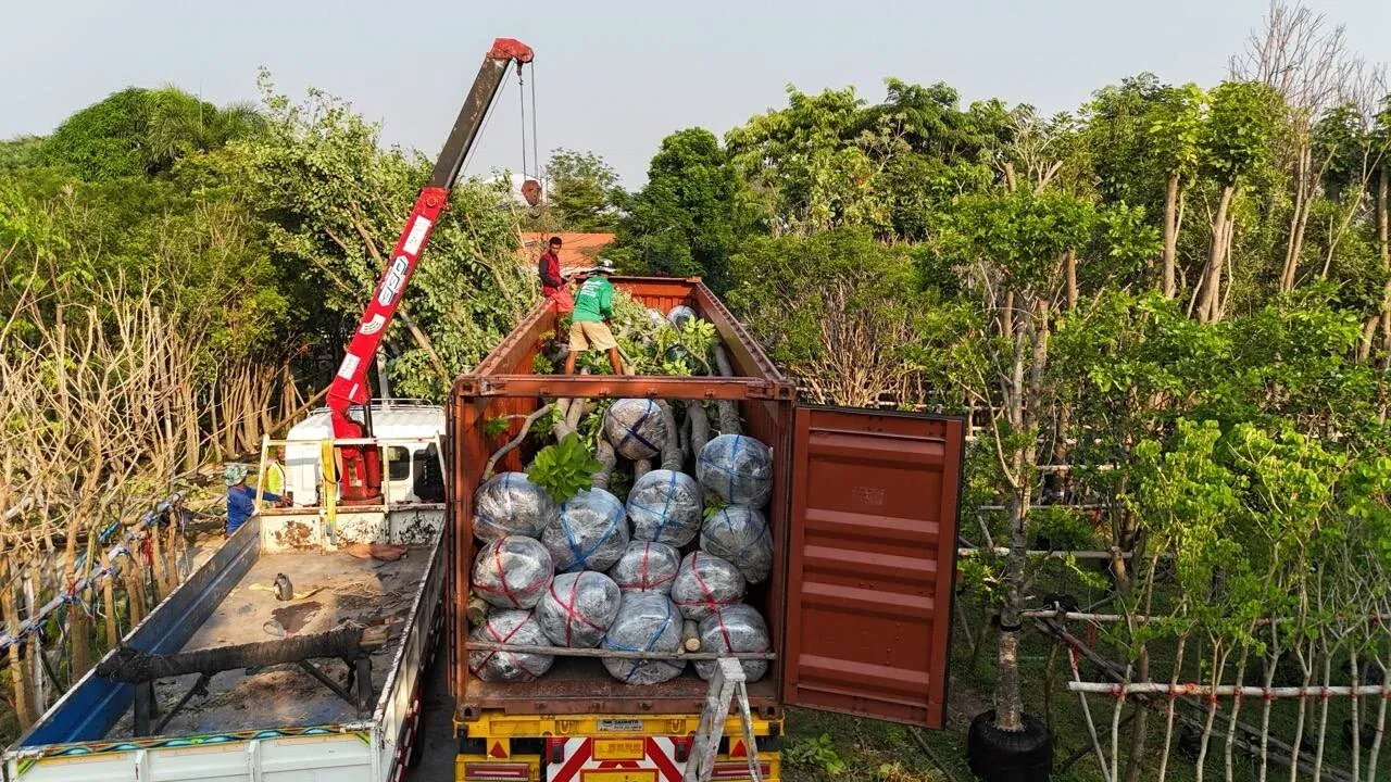 Root-balled trees loaded into a 40 ft open-top container at the nursery in Thailand, each ball wrapped and strapped before the crane lifts the next tree in