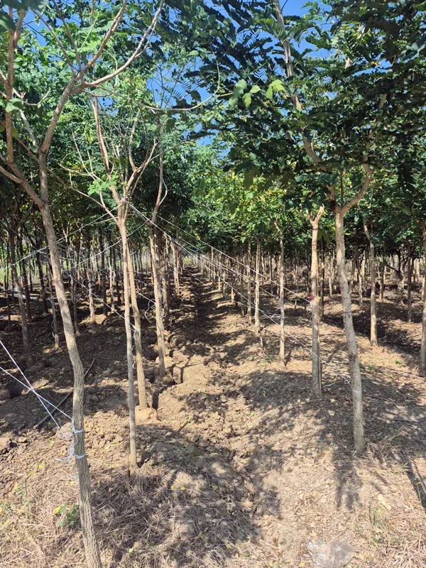 Real Millingtonia hortensis nursery stock supplied by Thai Botanic in Thailand