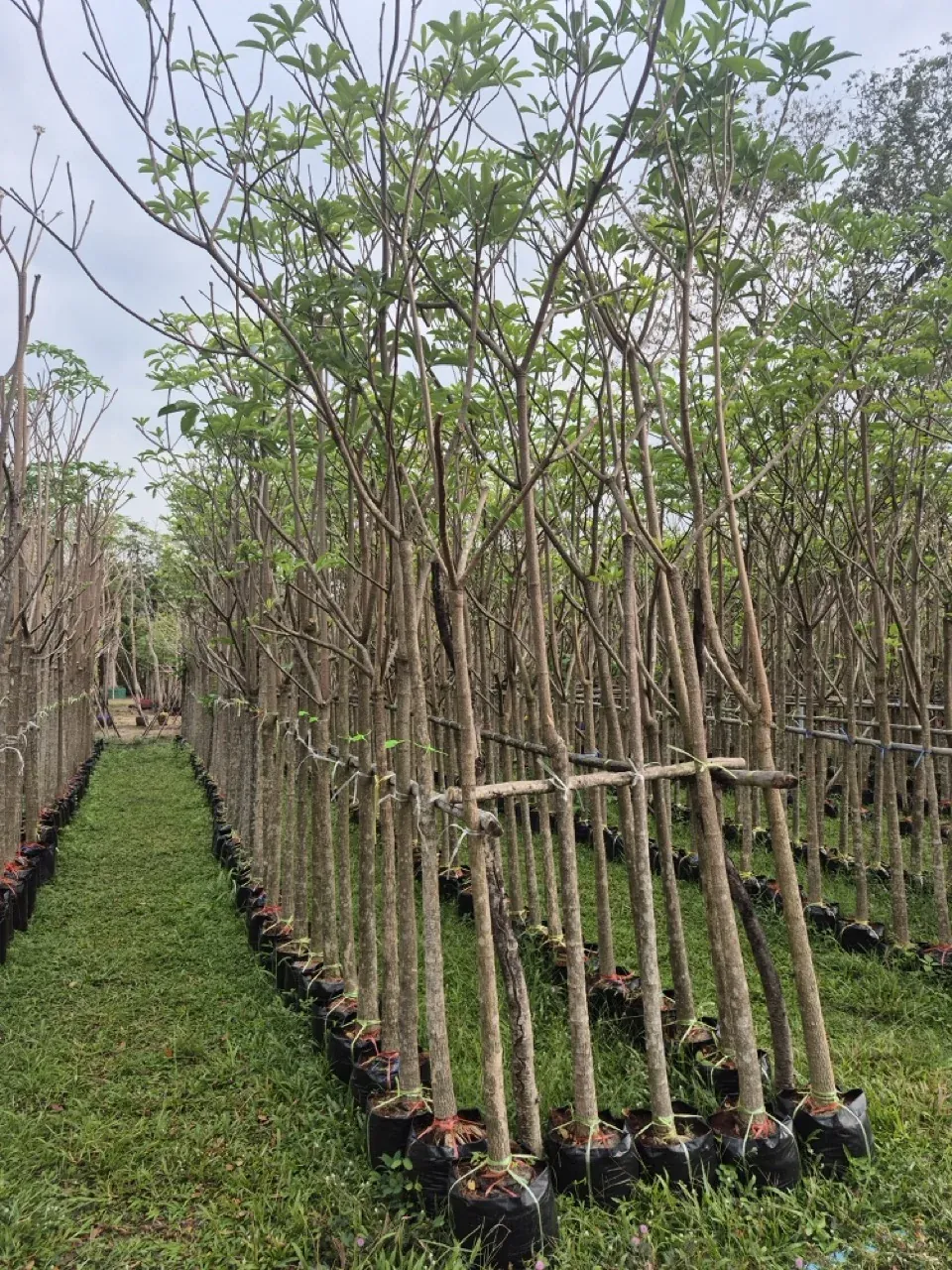Alstonia scholaris