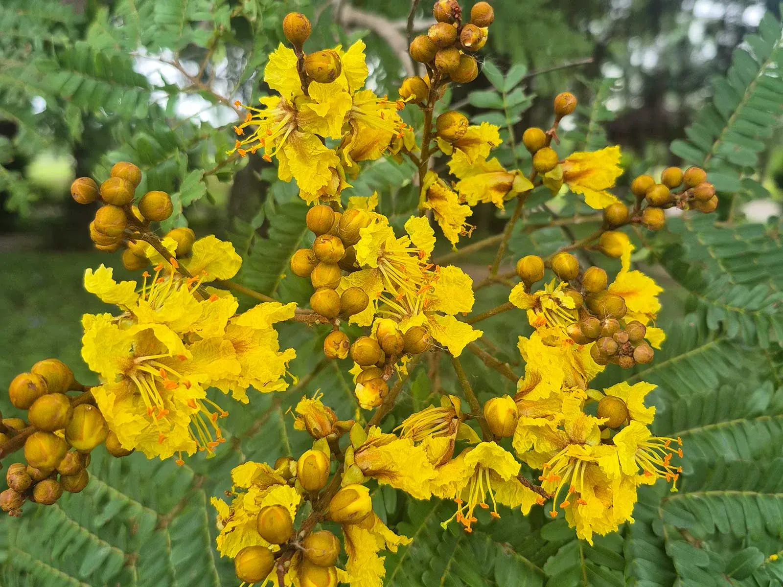 Real Peltophorum pterocarpum nursery stock supplied by Thai Botanic in Thailand