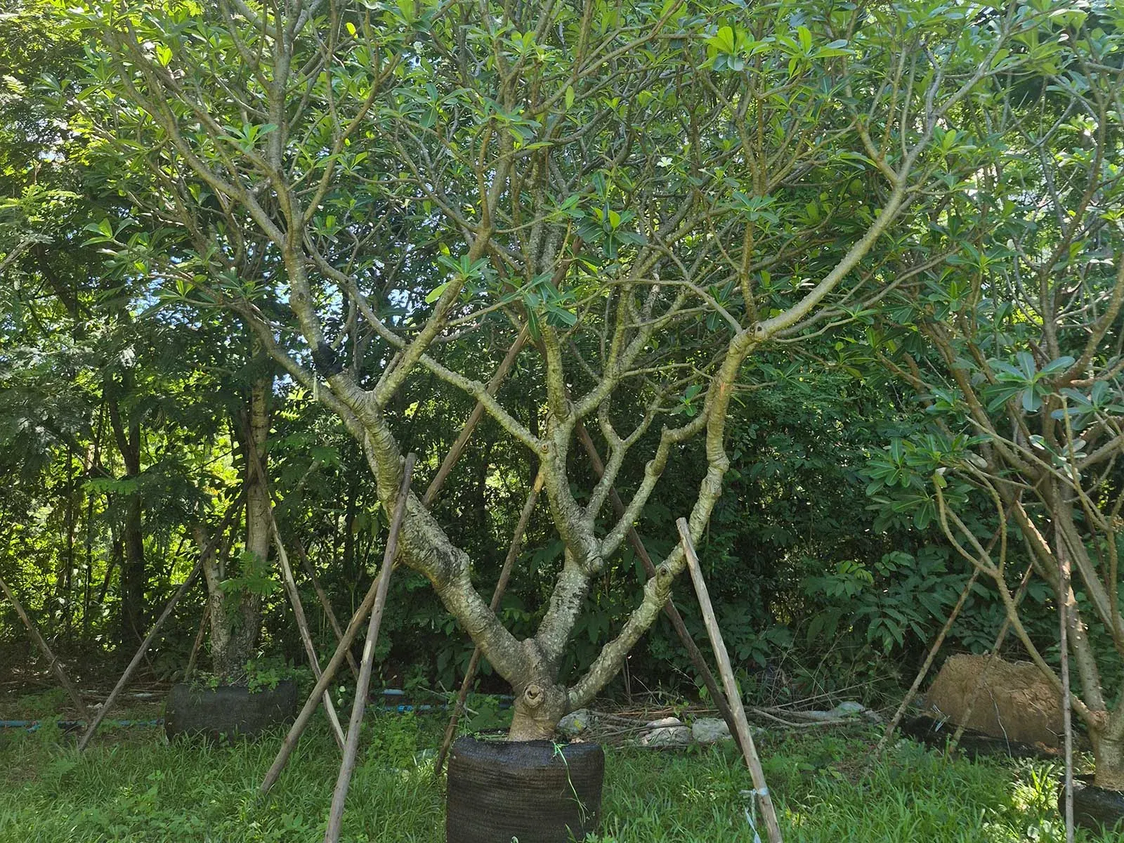 Real Plumeria obtusa nursery stock supplied by Thai Botanic in Thailand