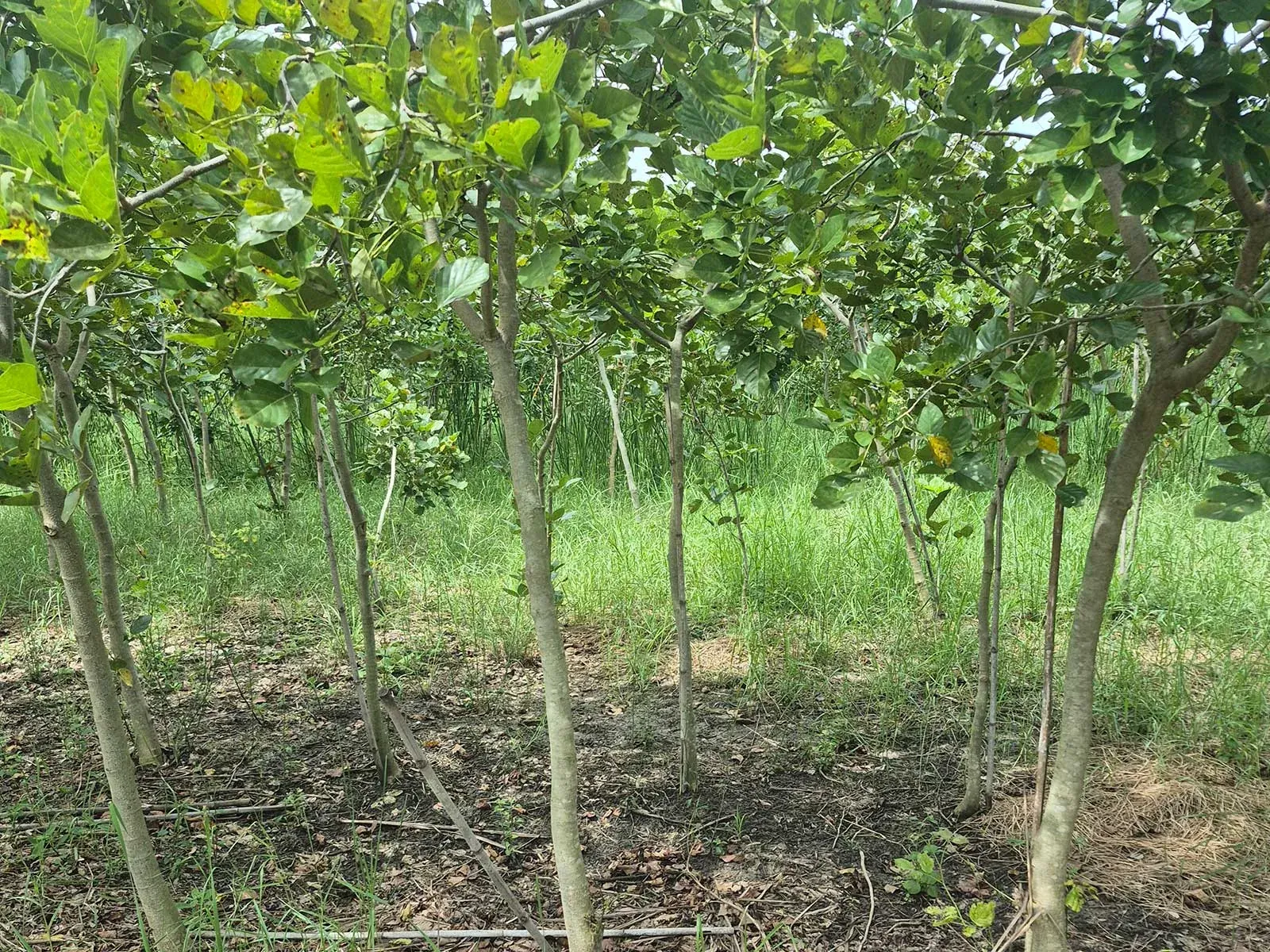Real Pongamia pinnata nursery stock supplied by Thai Botanic in Thailand