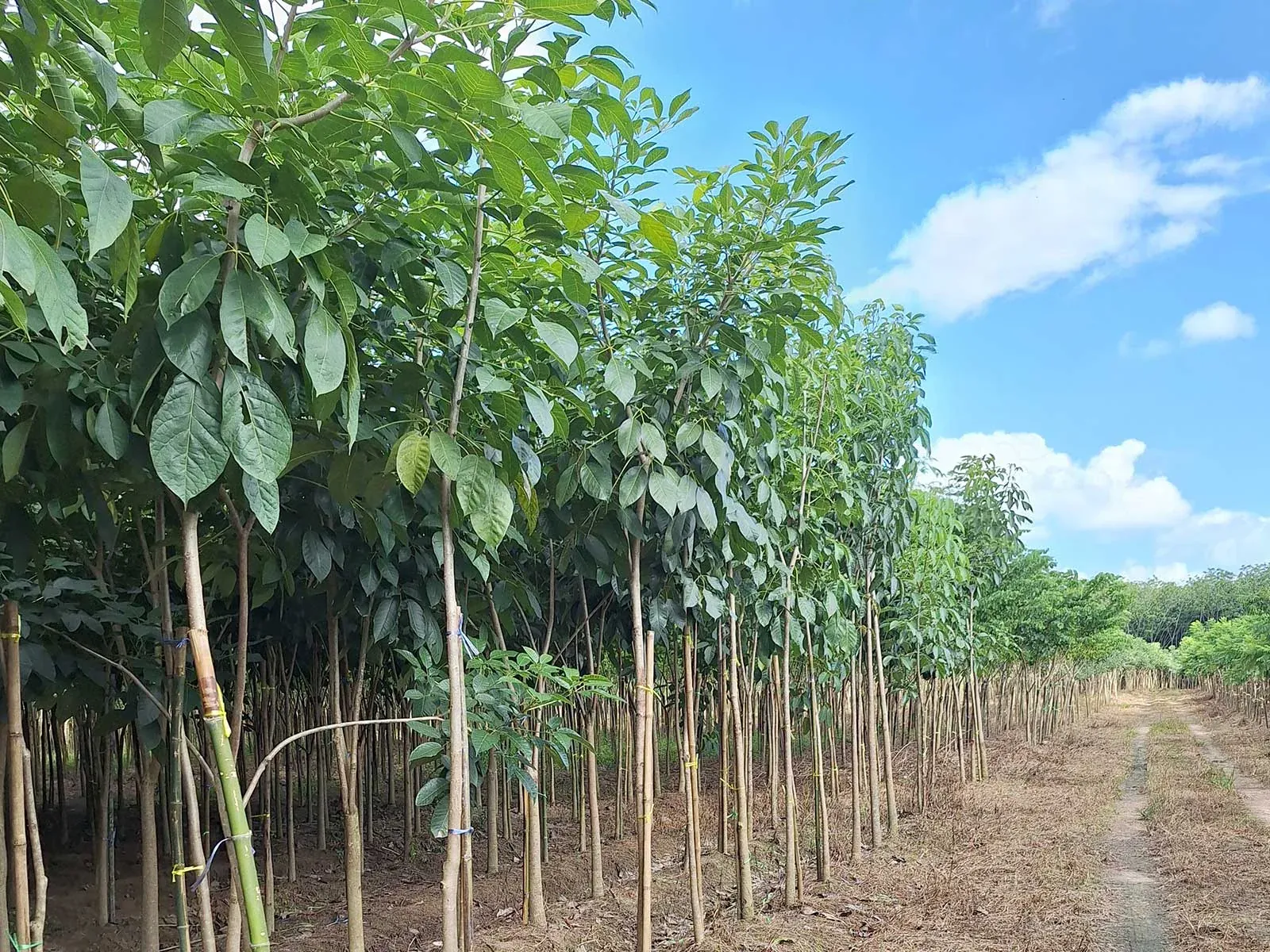 Real Tabebuia rosea nursery stock supplied by Thai Botanic in Thailand