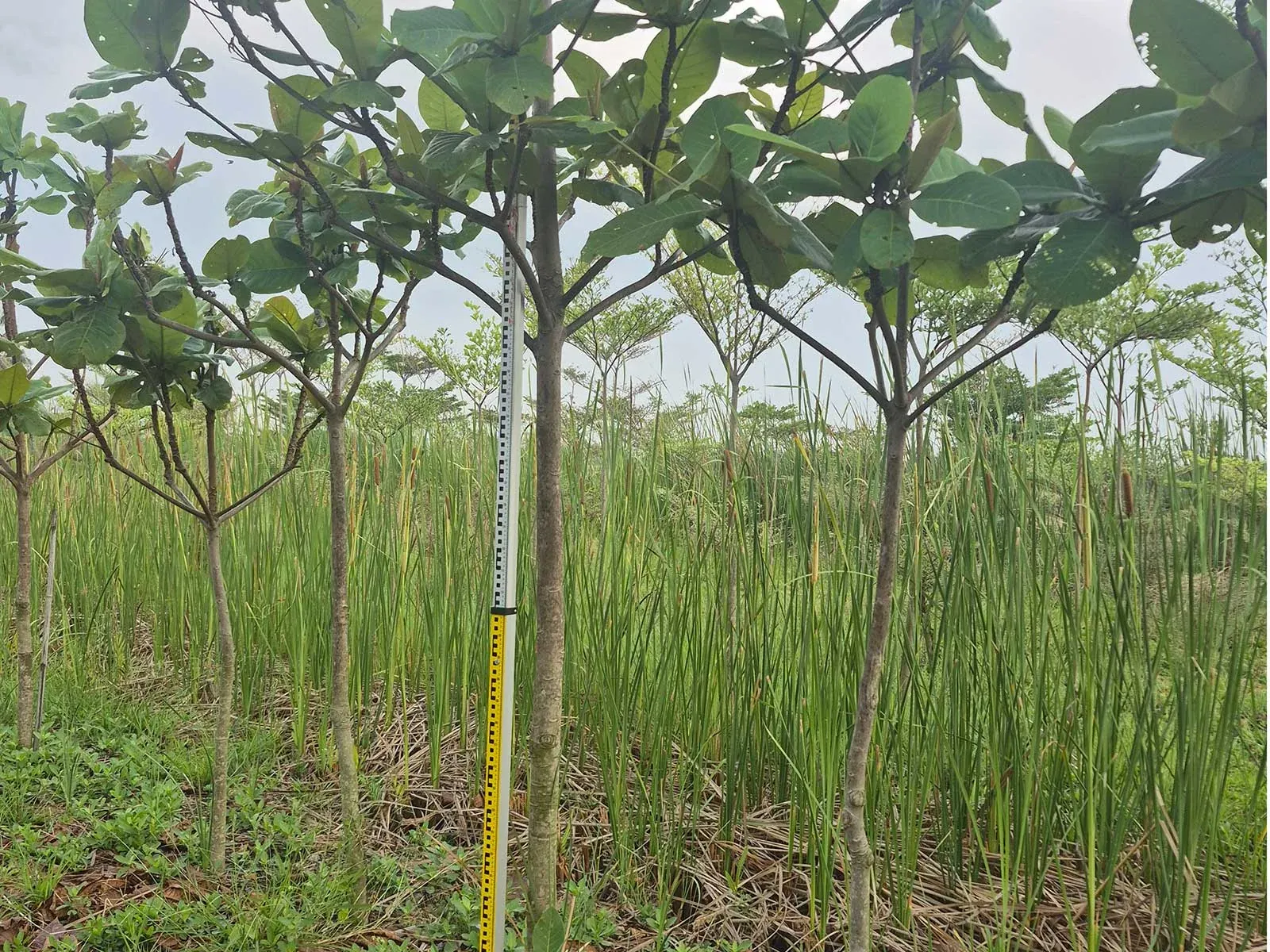 Terminalia catappa showing horizontal tiered branching and large leaves