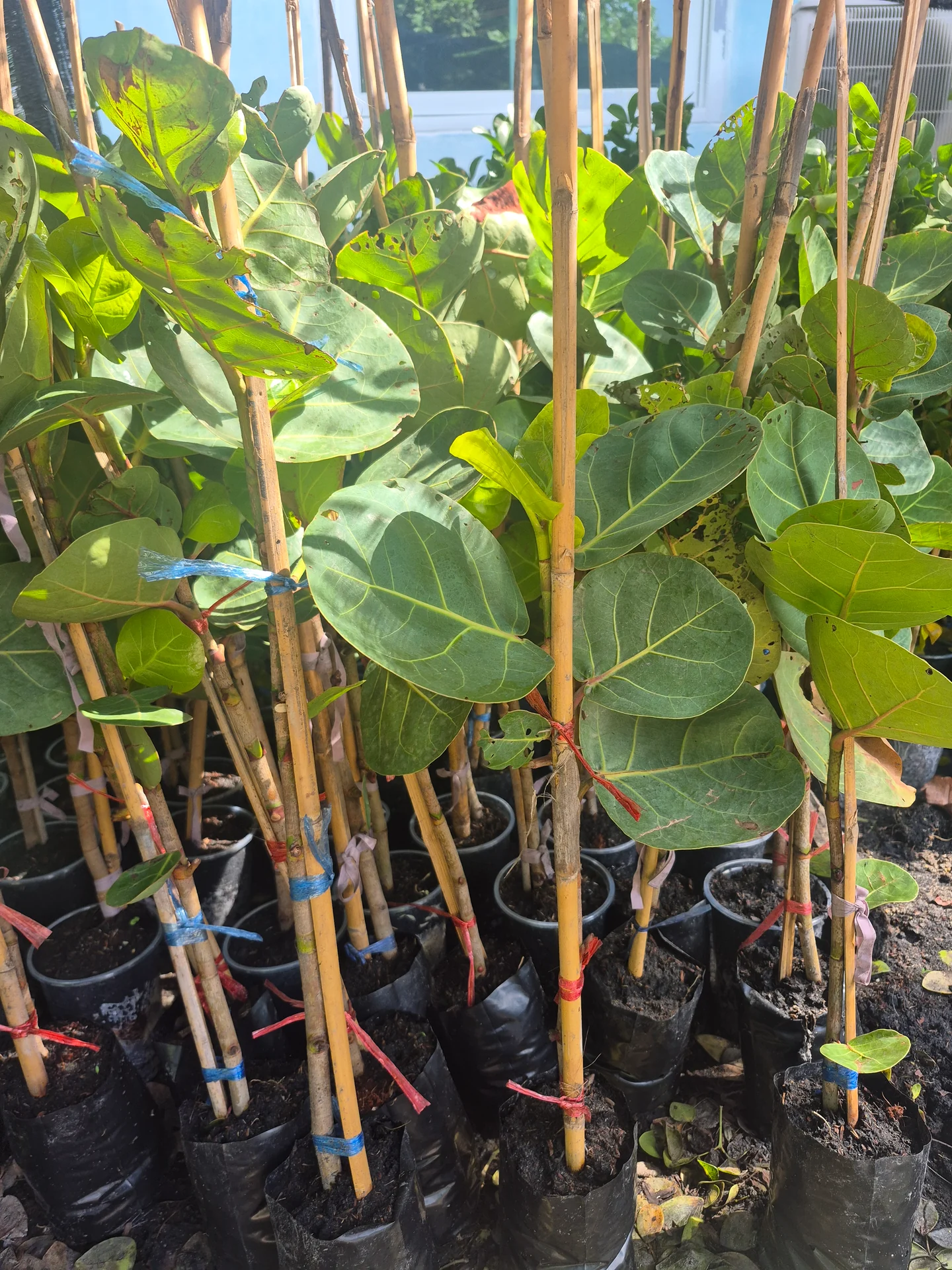 Young Coccoloba uvifera sea grape plants supported with bamboo stakes at a Thailand nursery