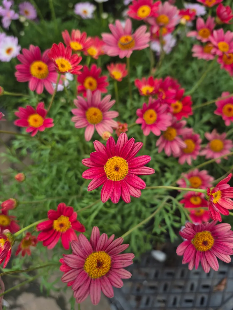 Pink flowering ground-cover plants at a Thailand nursery