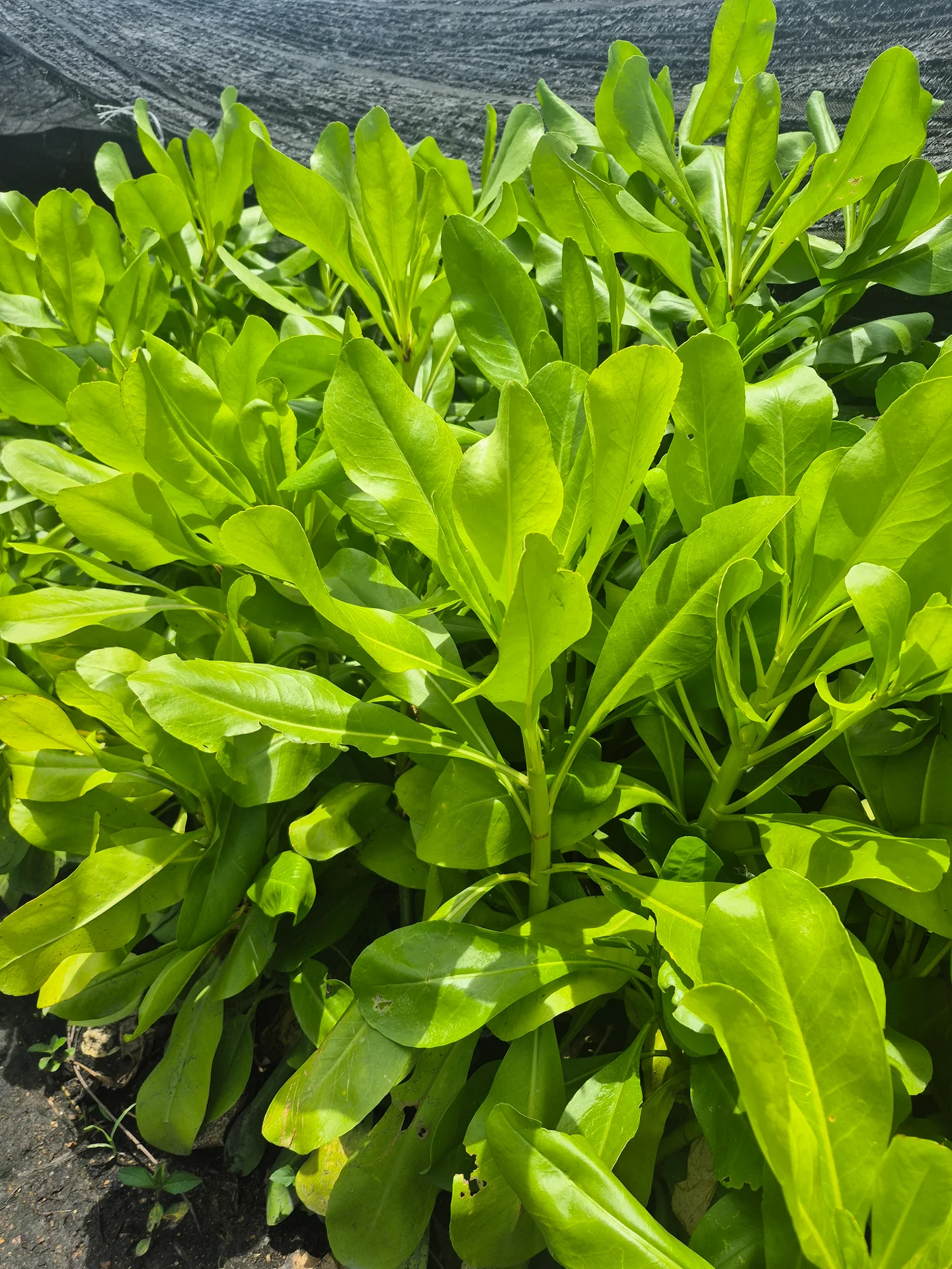 Scaevola taccada ground-cover plants growing at a Thailand nursery