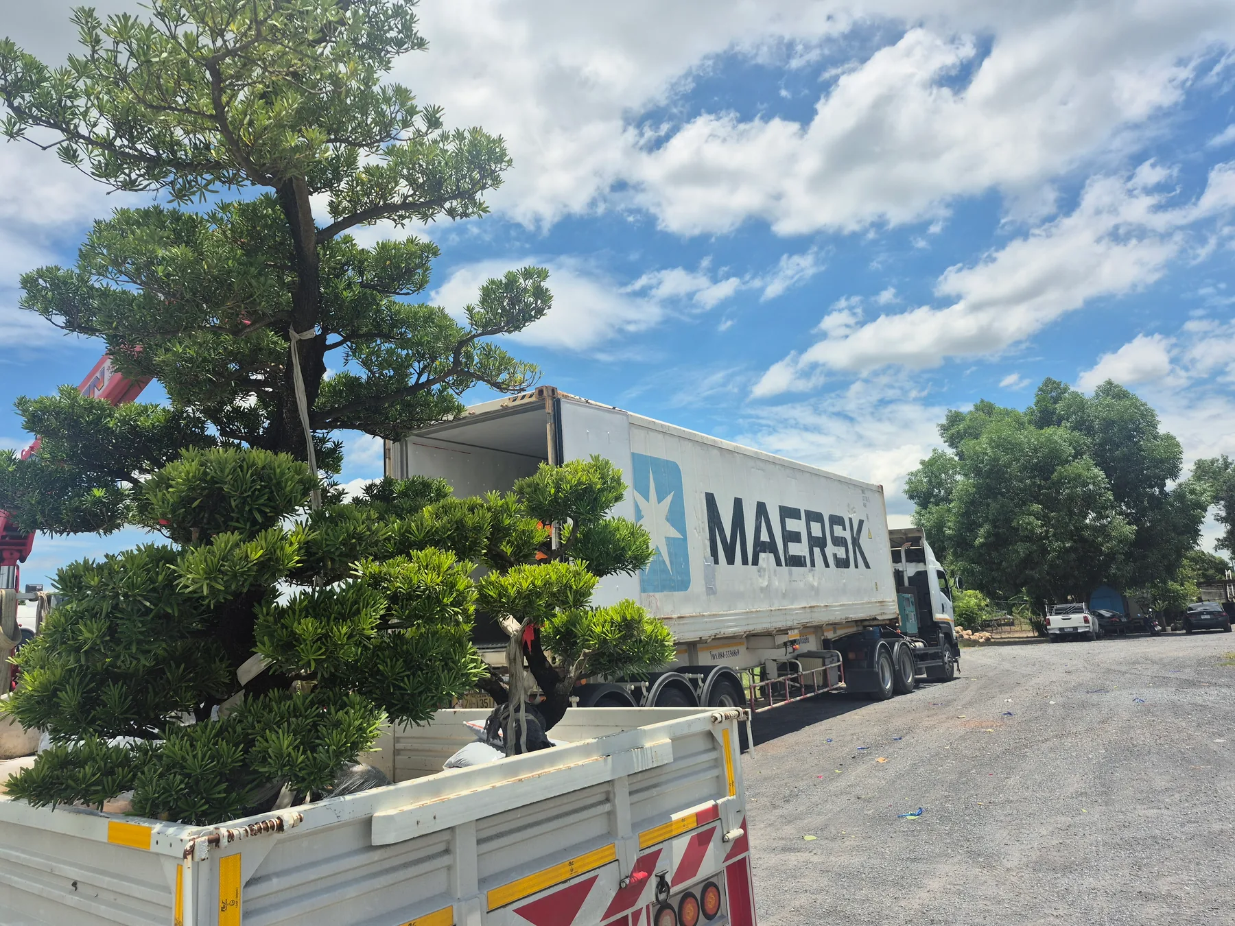 Large specimen tree prepared beside an export container at a Thailand nursery