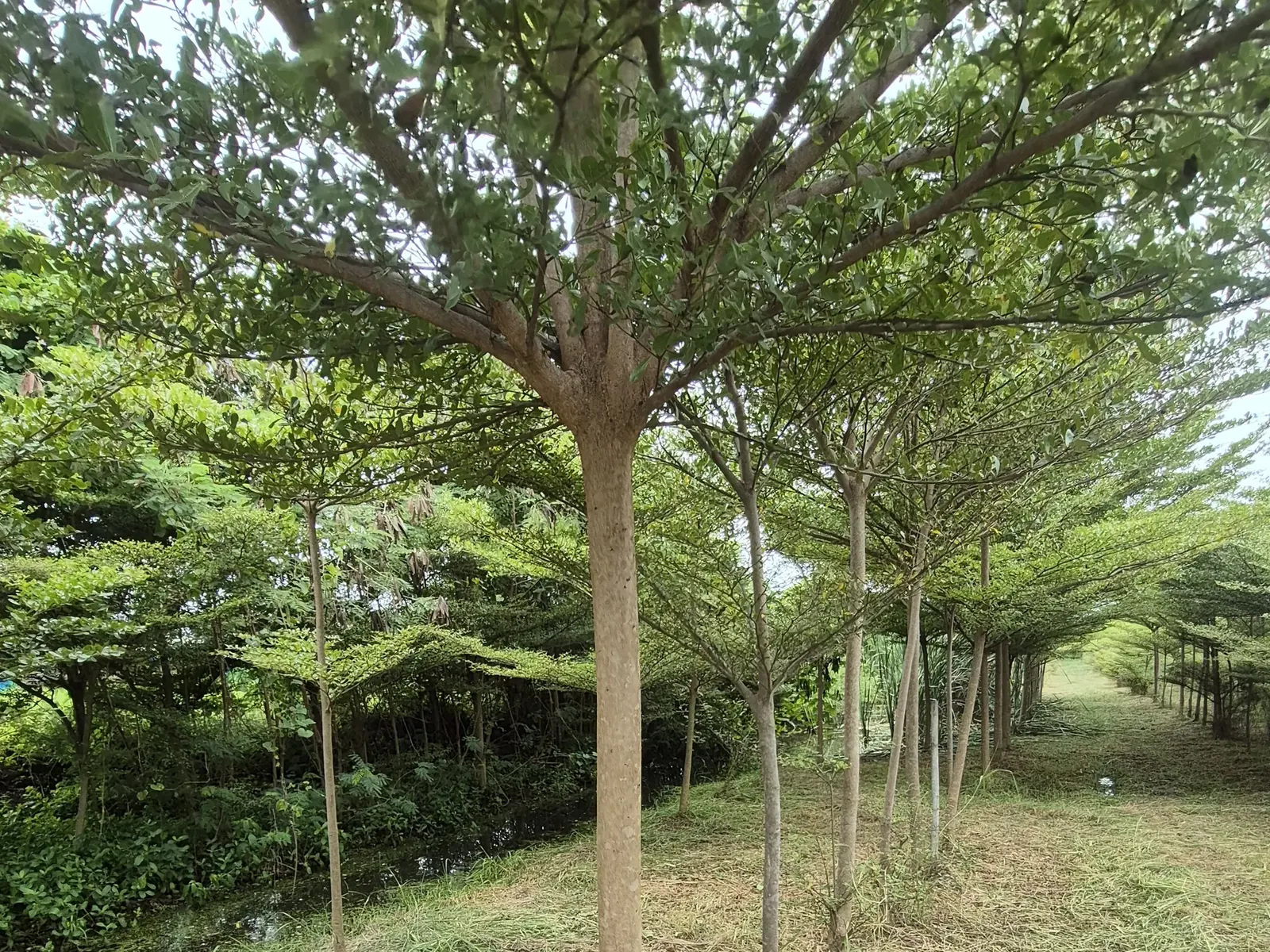 Terminalia mantaly specimen tree growing in rows at a Thailand nursery