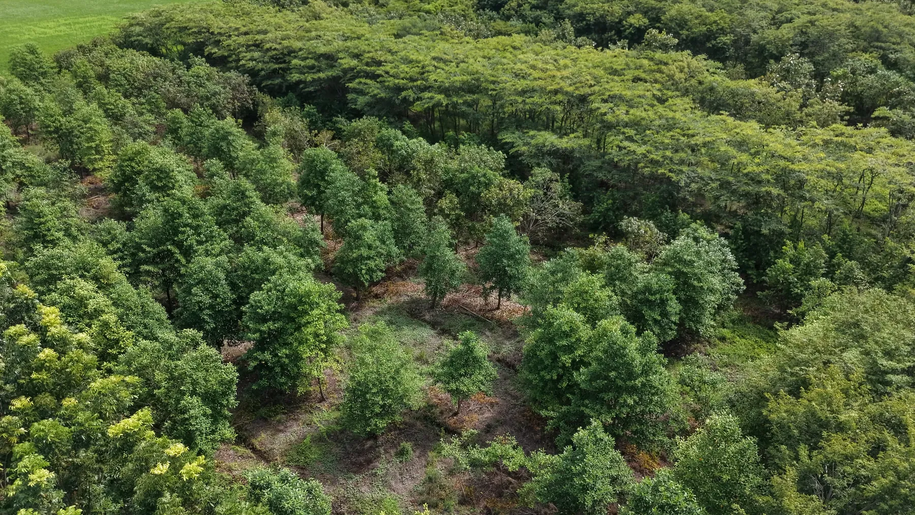 Aerial view of mature tree production areas at a Thailand nursery