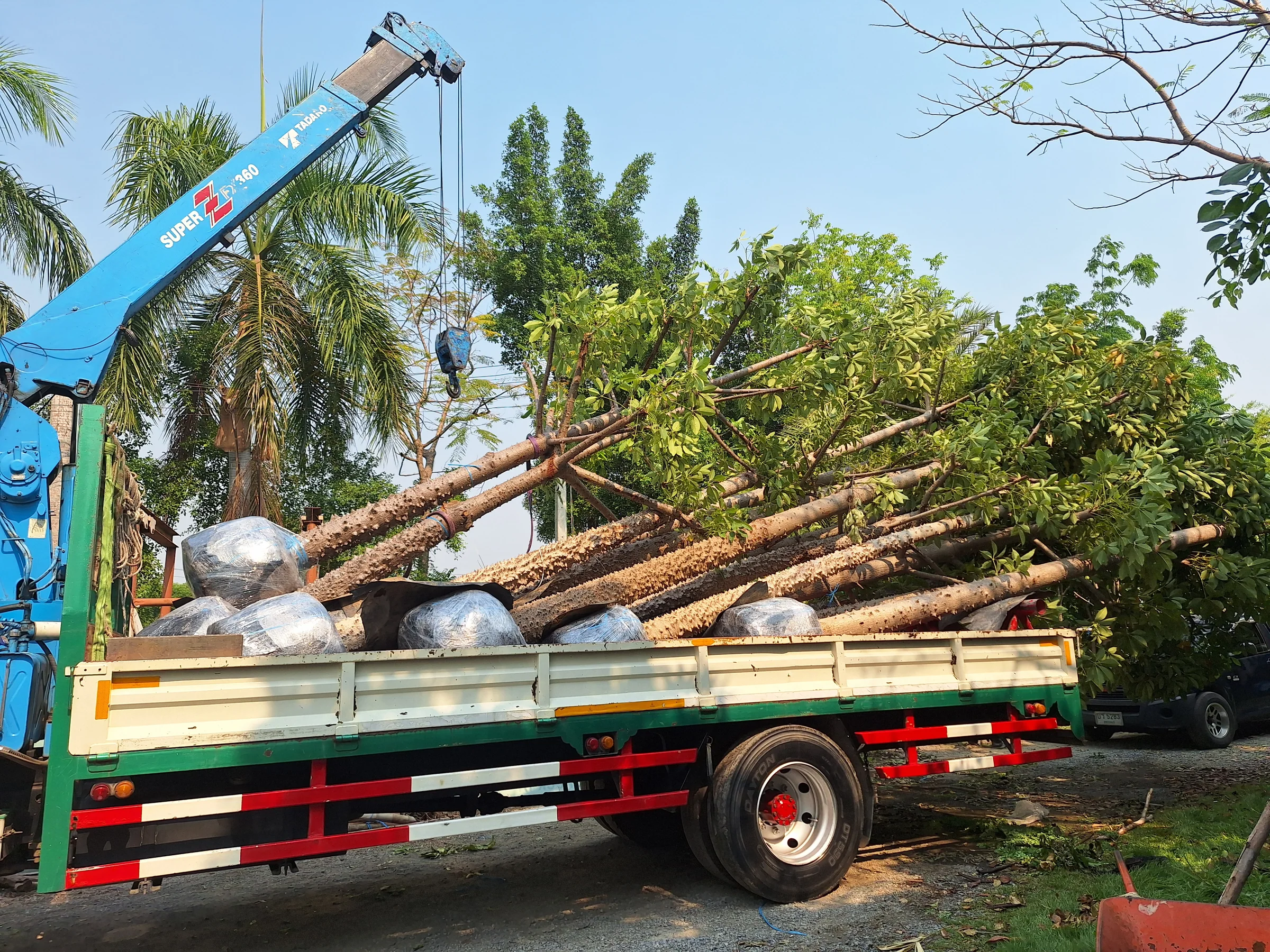 Crane loading large root-balled trees onto a truck in Thailand