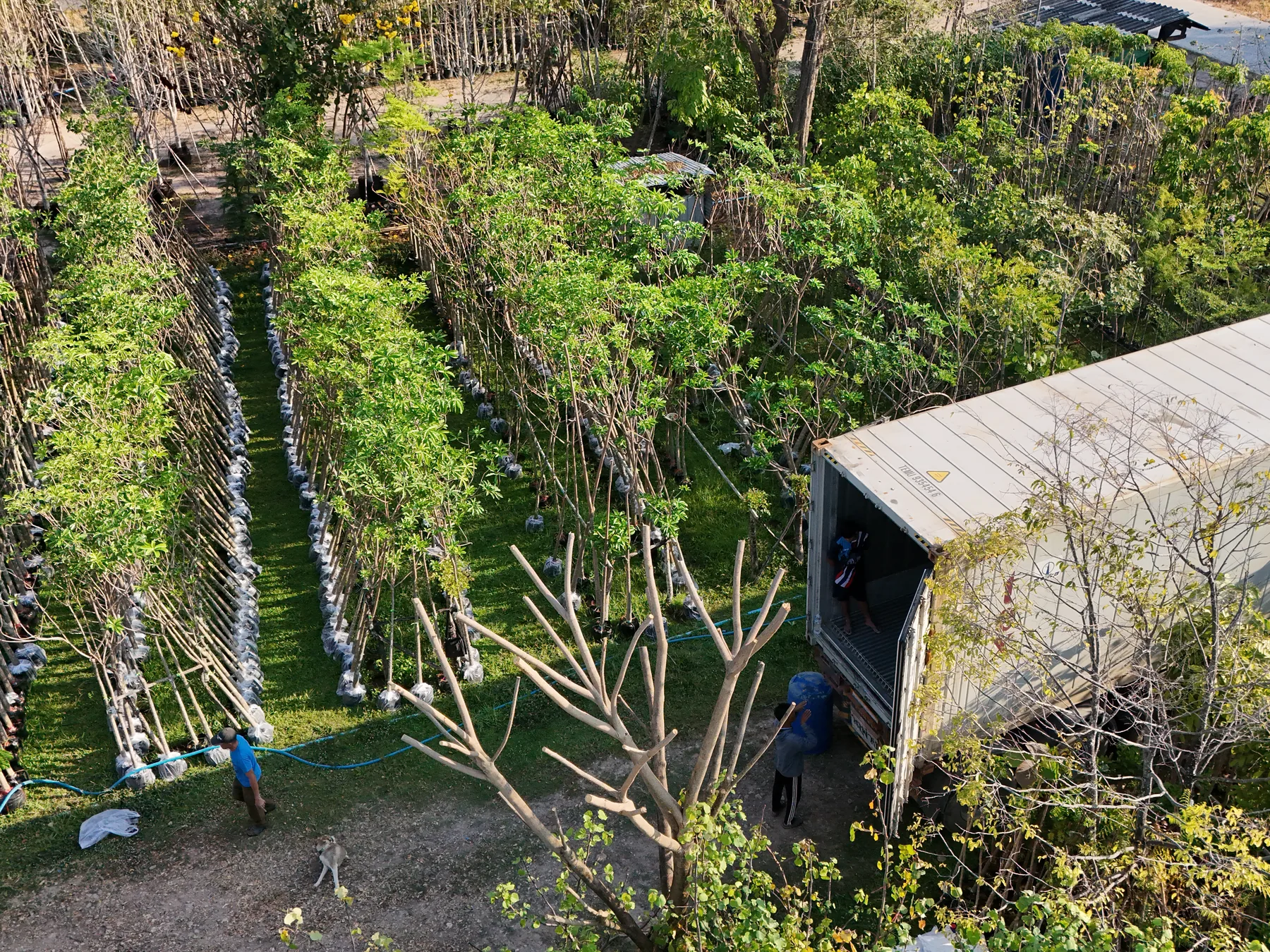 Prepared nursery trees beside an open export container at a Thailand nursery