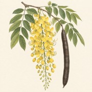 Pencil study of Cassia fistula