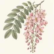 Pencil study of Cassia javanica
