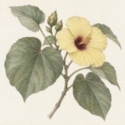 Pencil study of Hibiscus tiliaceus