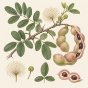 Pencil study of Pithecellobium dulce