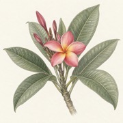 Pencil study of Plumeria rubra