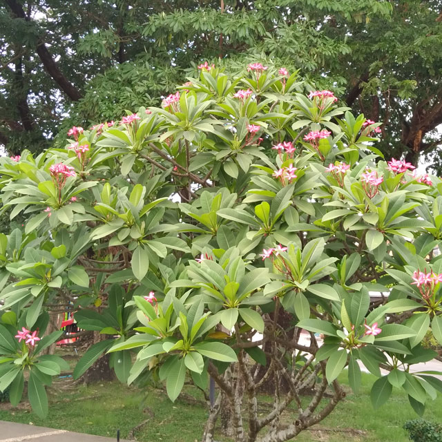 Plumeria Rubra - Ornamental Trees Thailand